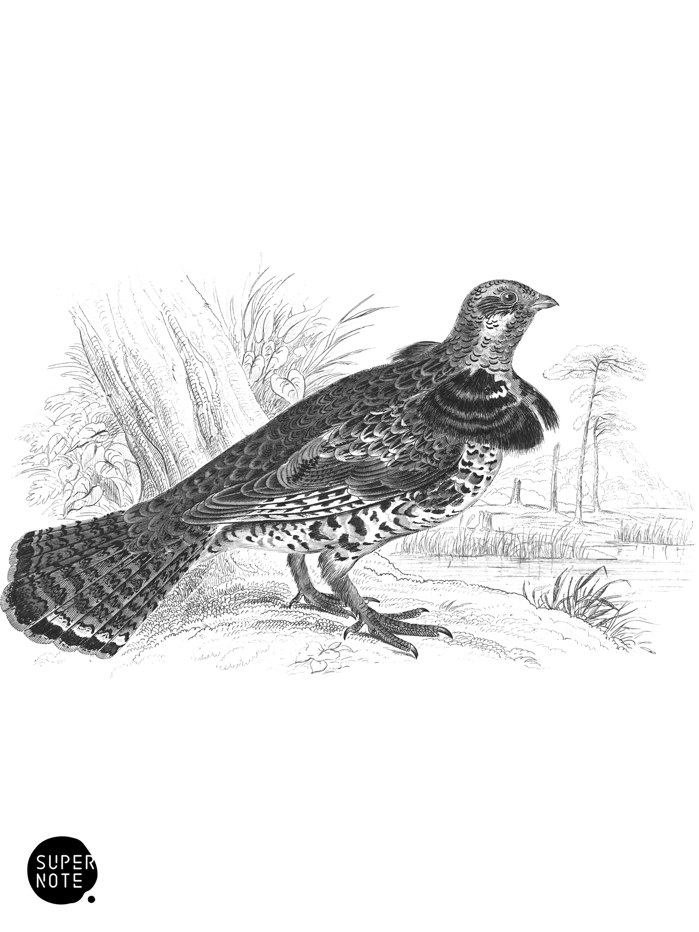 Ruffed Grouse (vol-06 plate-14).png