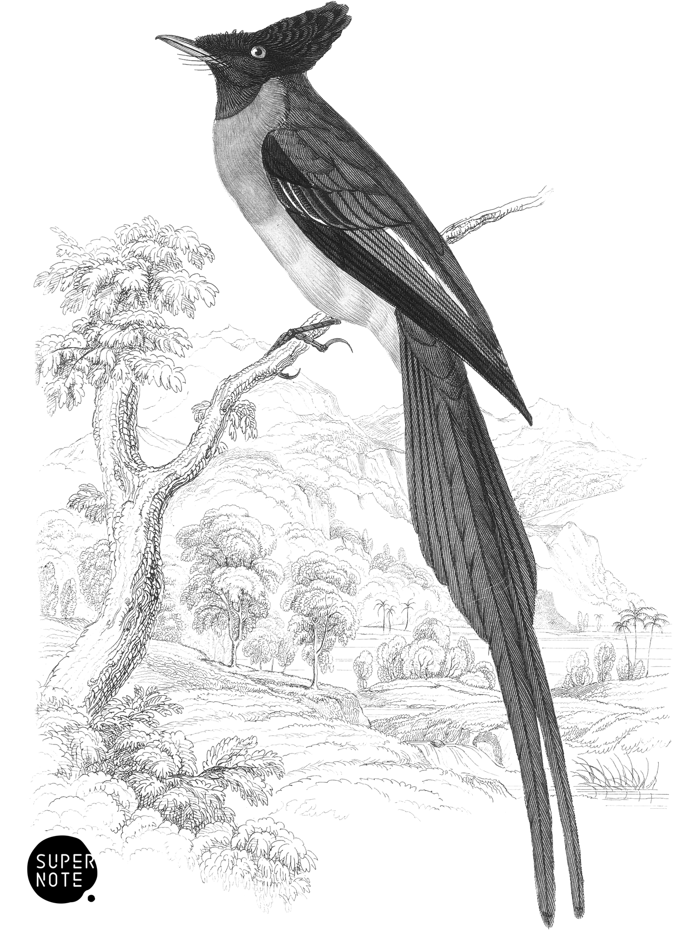 Rufous-Bellied Flycatcher (vol-19 plate-4).png