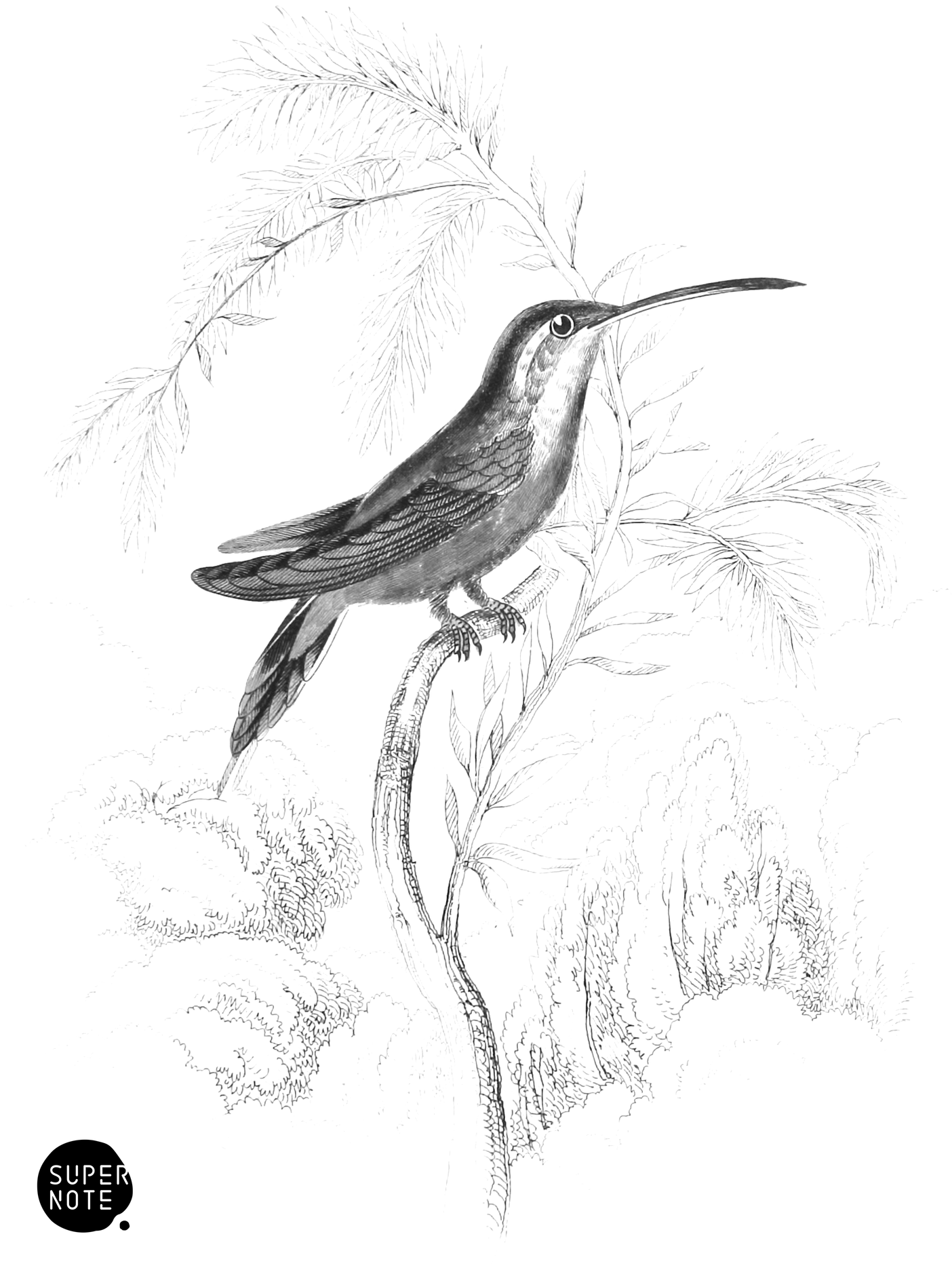 Rufous-Bellied Humming-Bird (vol-01 plate-4).png