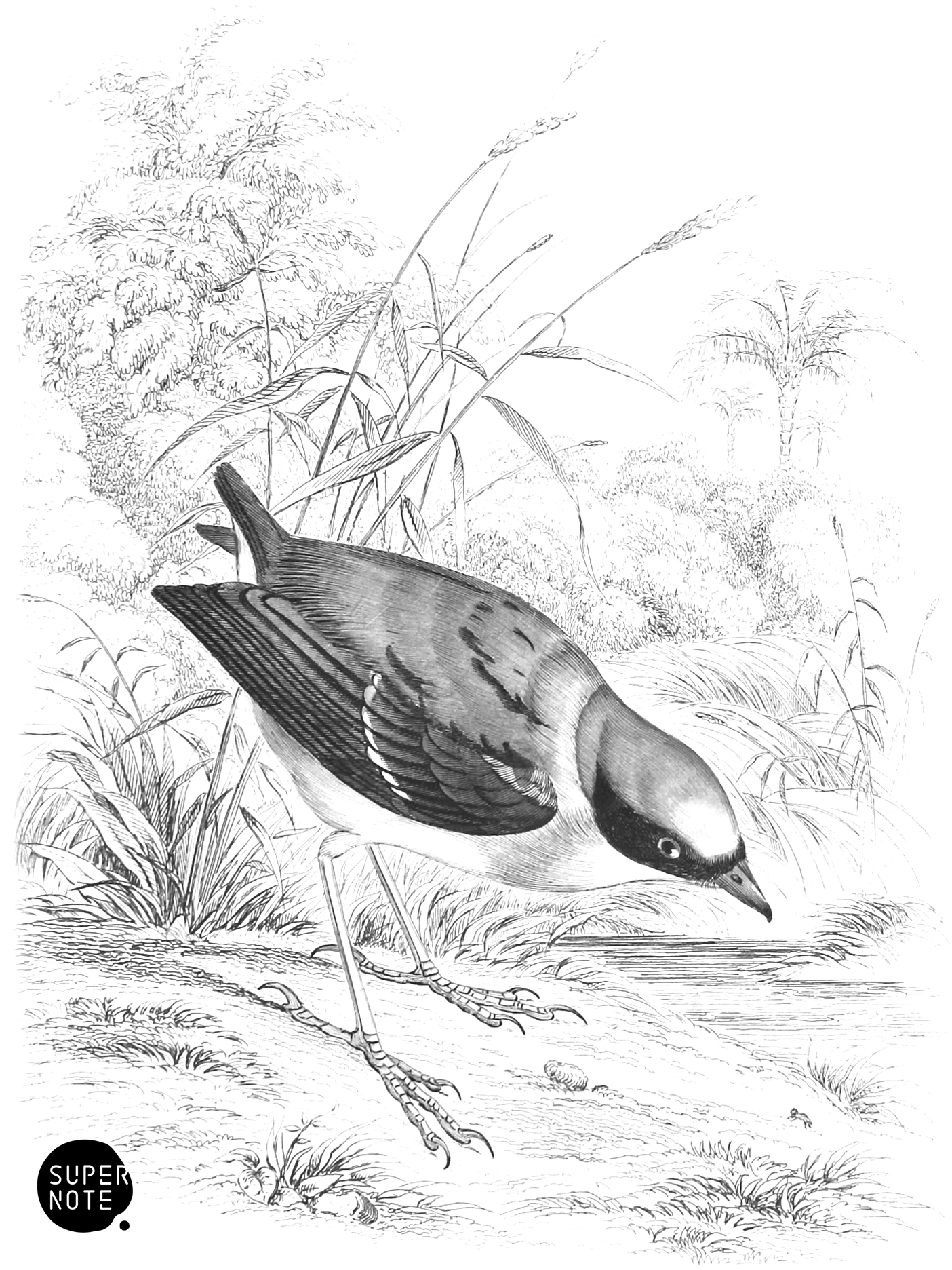 Rufous-Crowned Tody (vol-21 plate-16).png