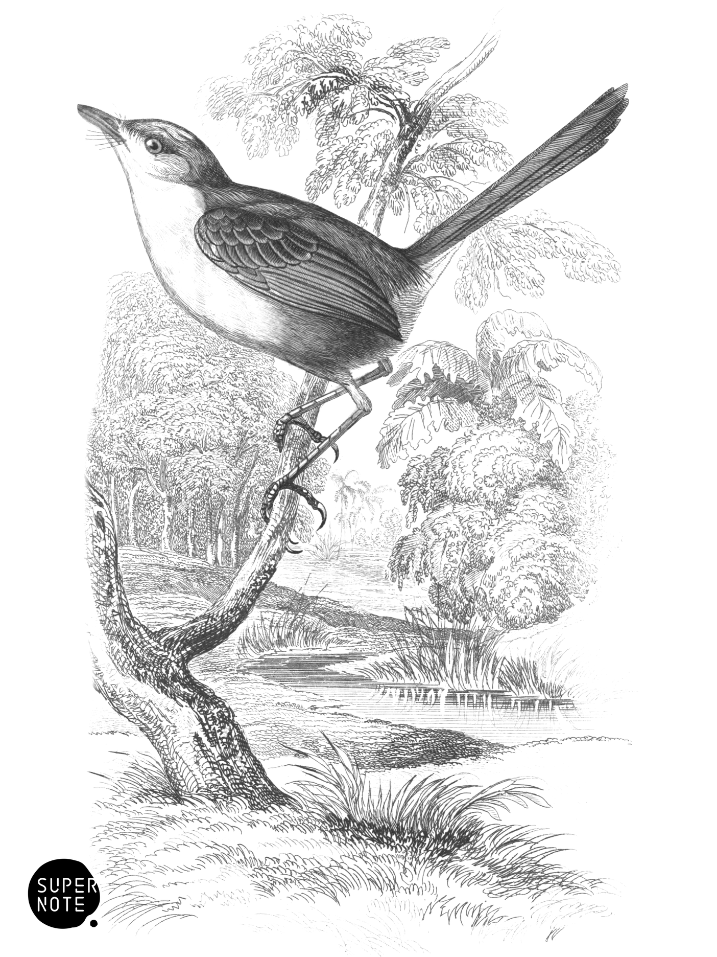 Rufous-Crowned Tody (vol-21 plate-20).png