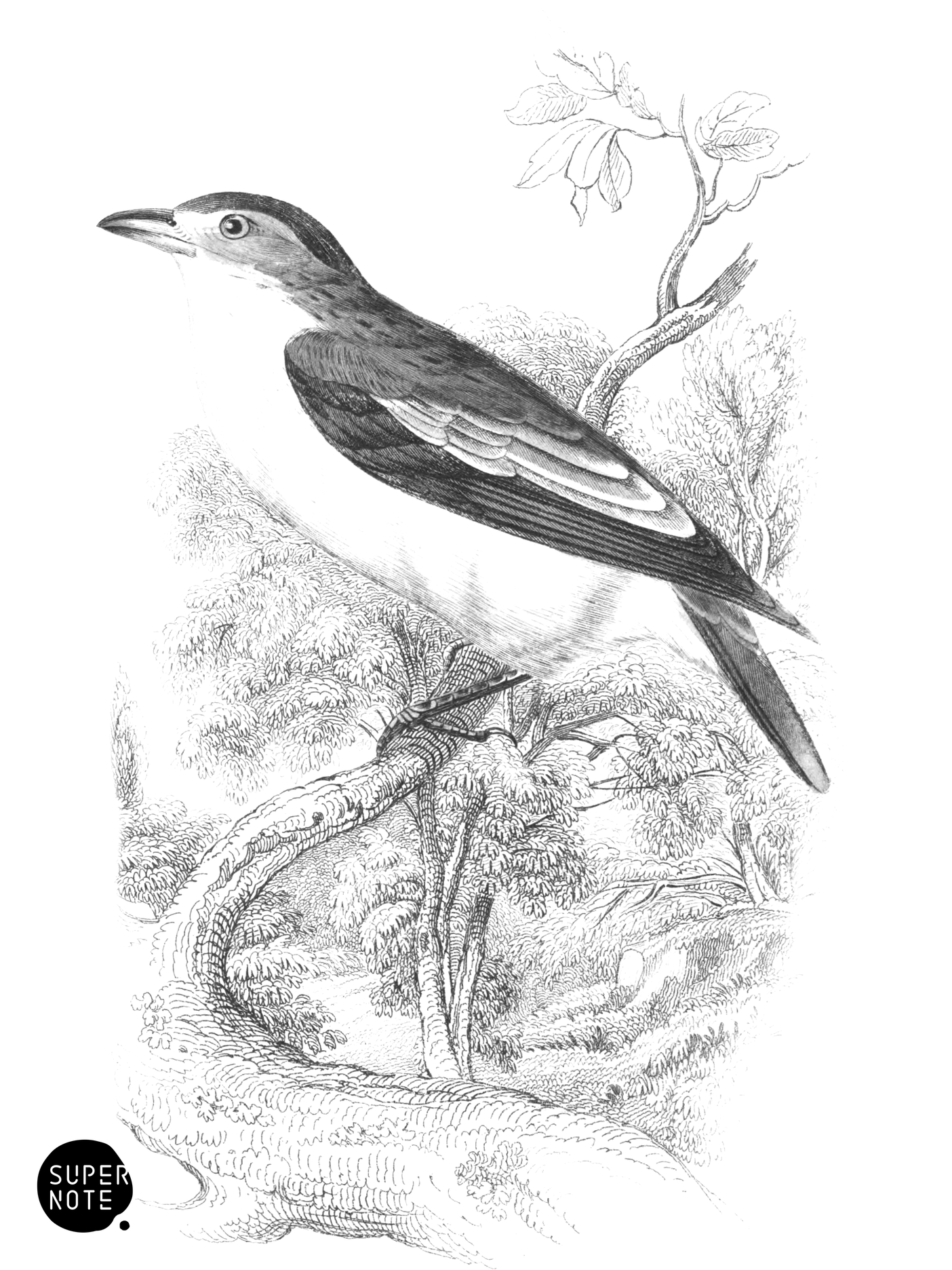 Rufous-Eared Black-Cap (vol-21 plate-3).png