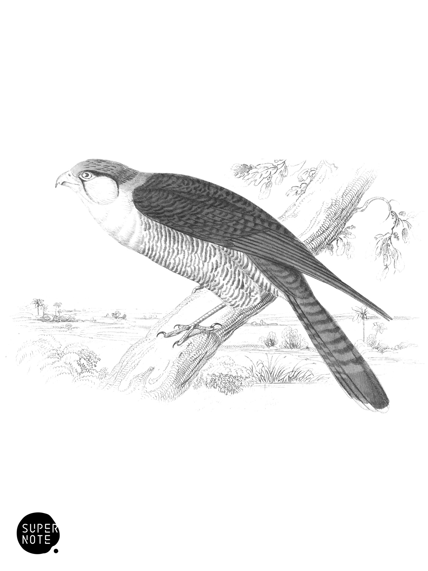 Rufous-Necked Falcon (vol-17 plate-2).png