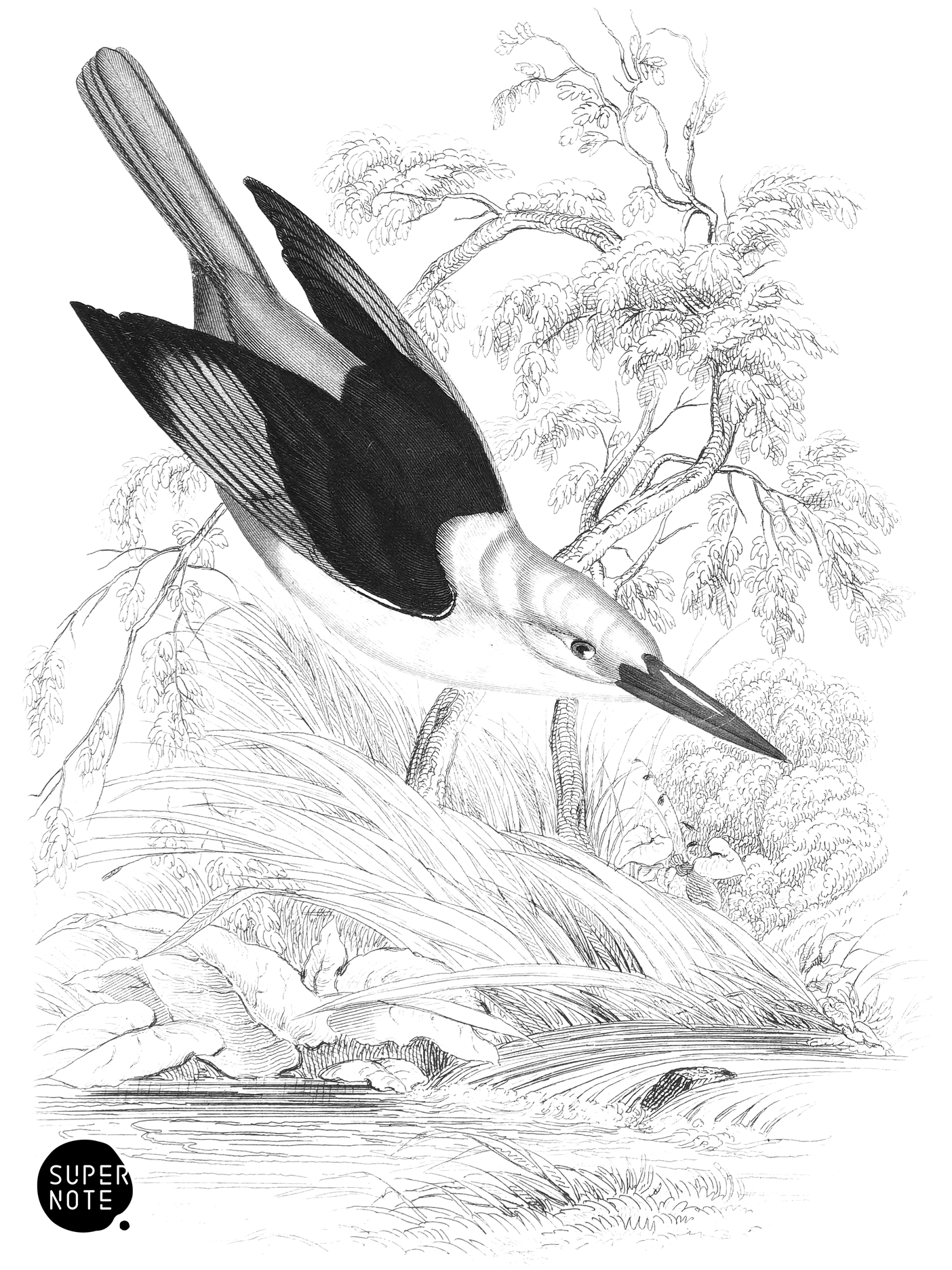Rufous-Vented Kinghunter (vol-19 plate-12).png