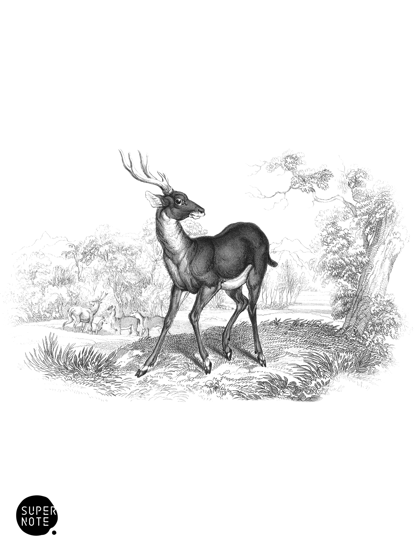 Rusa of Timor (vol-11 plate-12).png