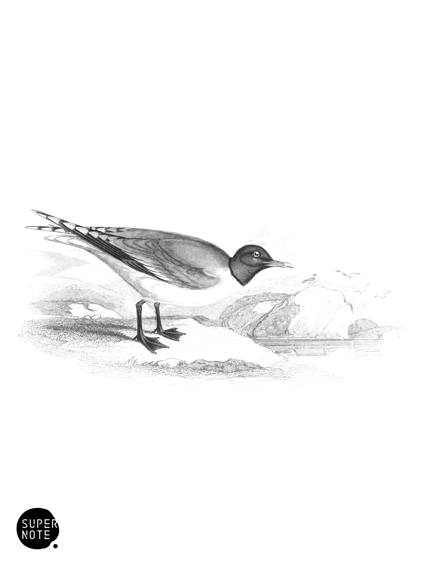 Sabine’s Gull (vol-40 plate-24).png