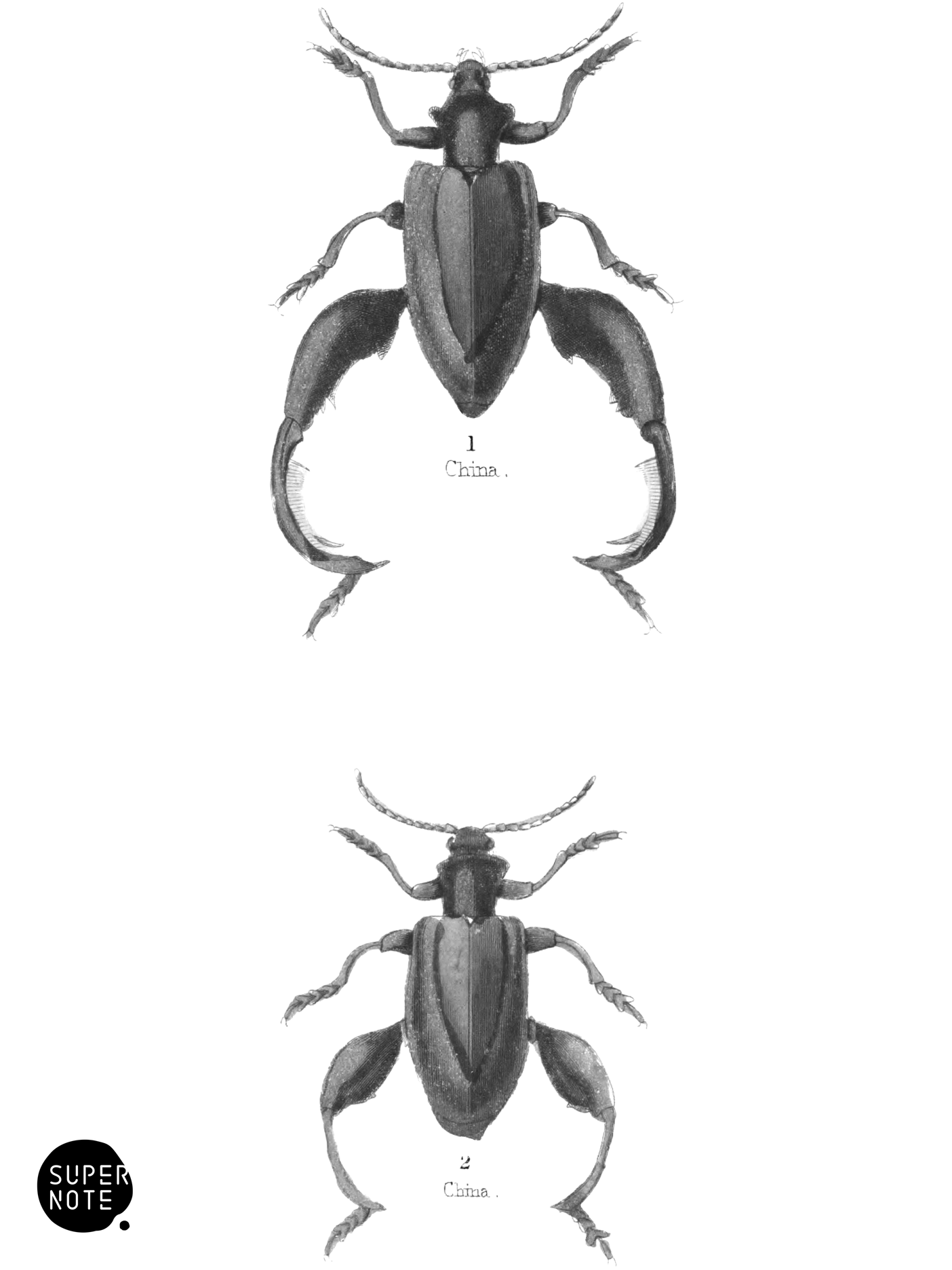 Sagra Buquetii (vol-08 plate-27).png