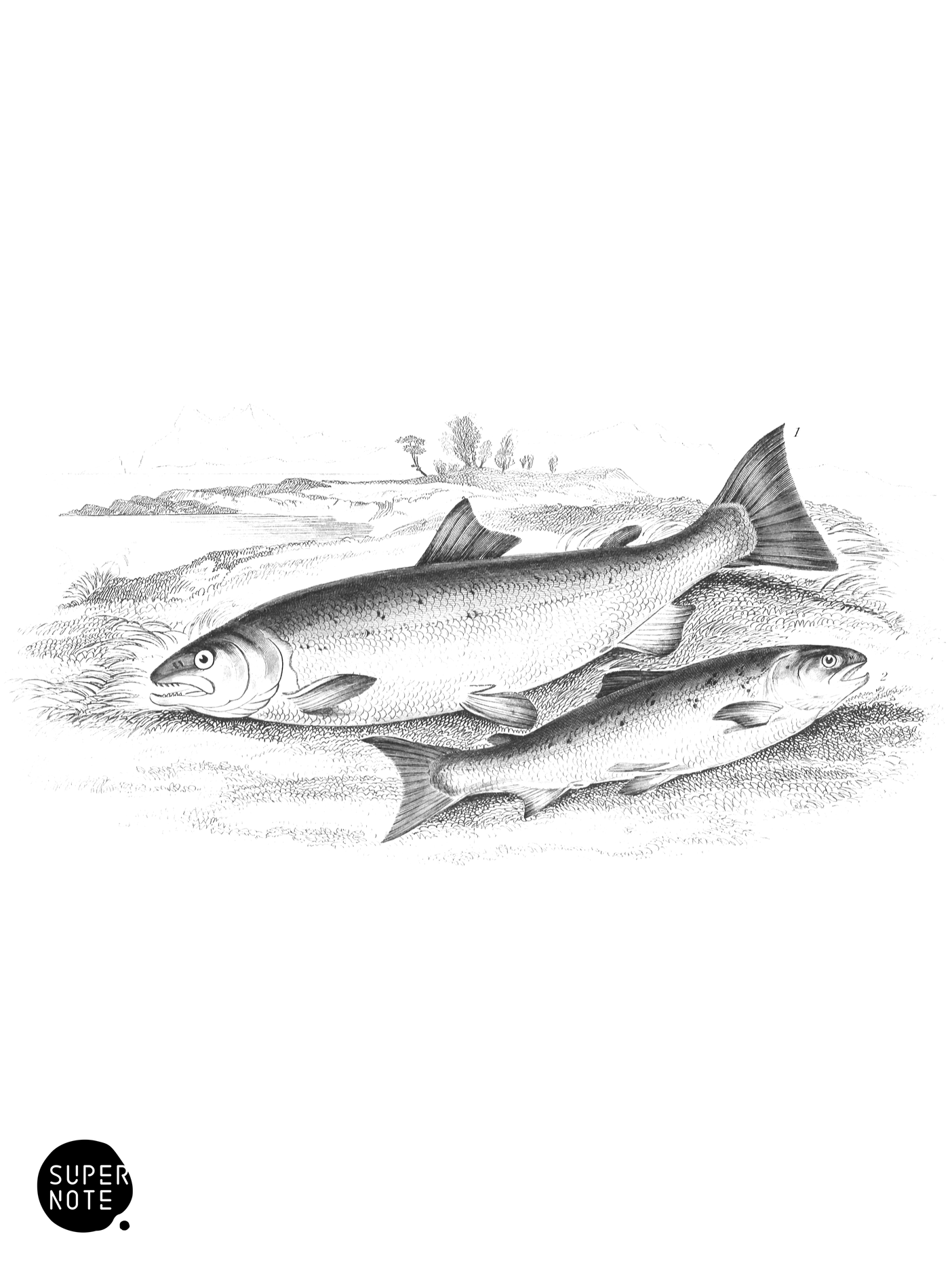 Salmon & Salmon-Grilse (vol-37 plate-32).png