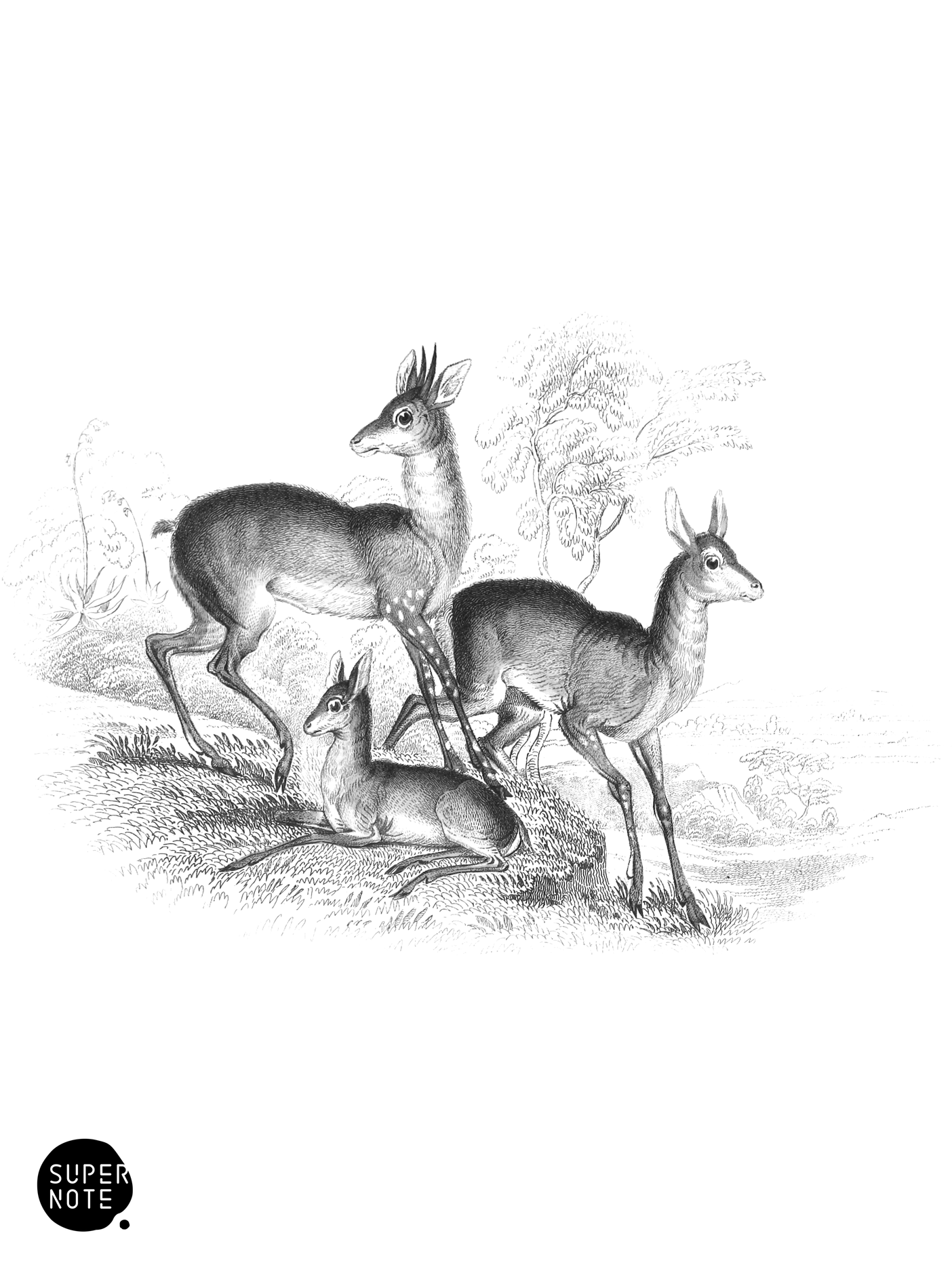 Salt’s Antelope (vol-11 plate-33).png