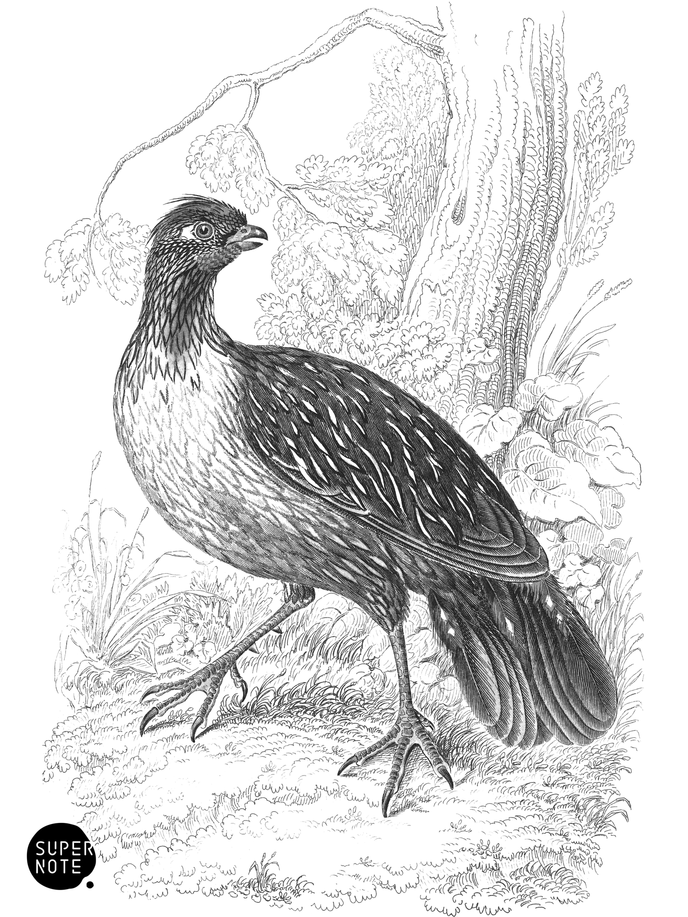 Sanguine Partridge (vol-06 plate-7).png