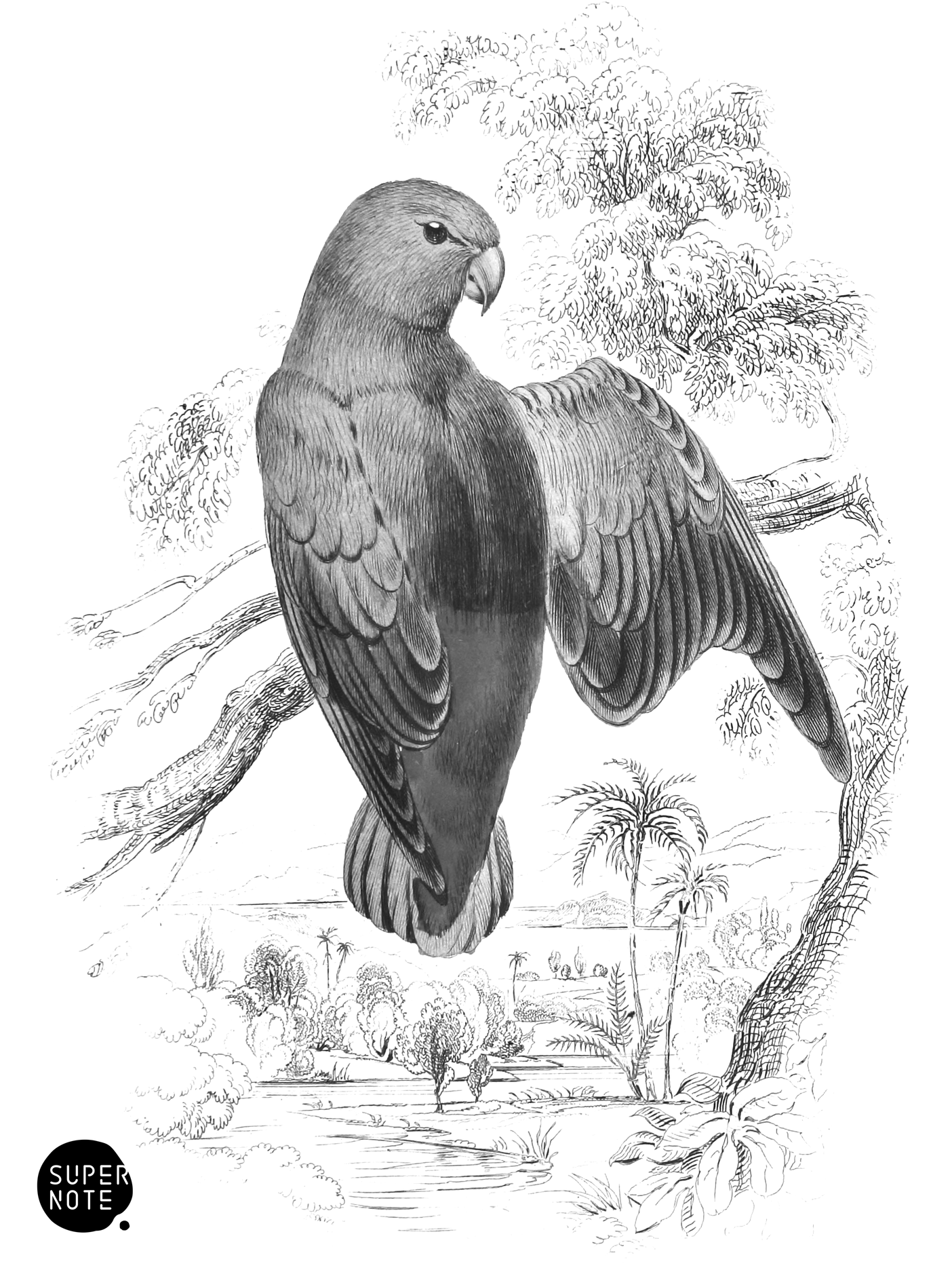 Sapphire-Crowned Psittacule (vol-15 plate-24).png