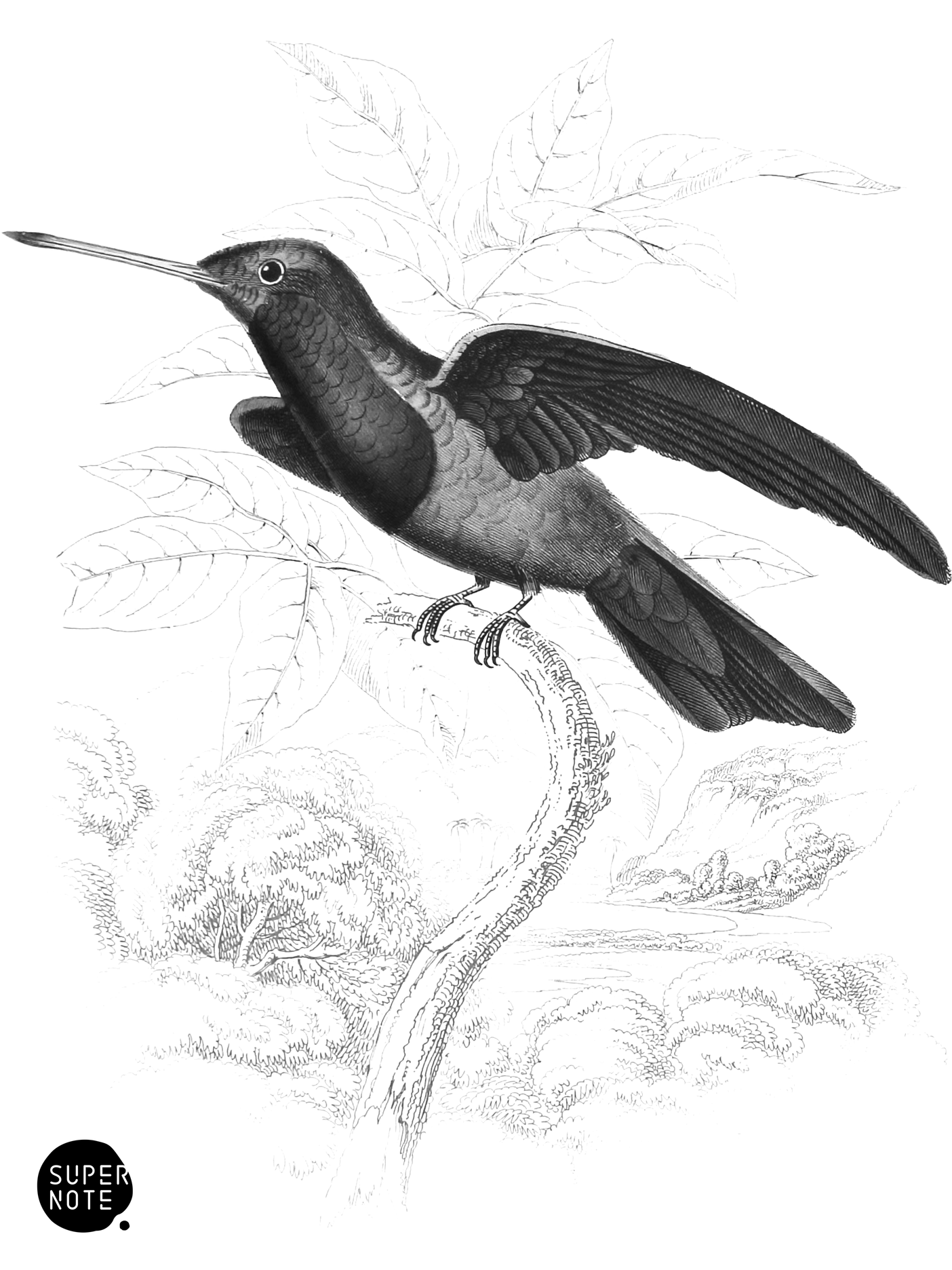 Sapphire-Throated Humming-Bird (vol-01 plate-28).png