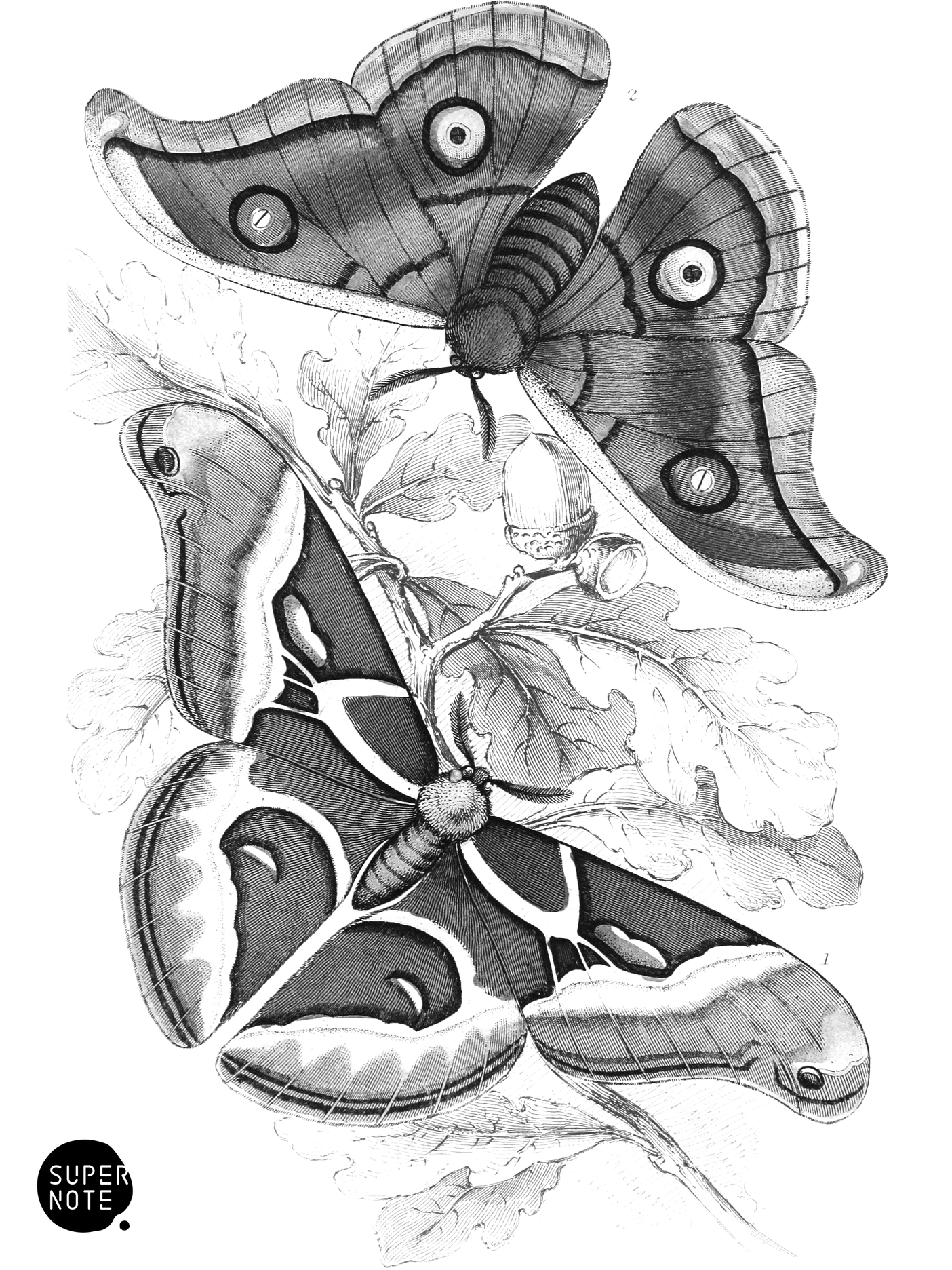 Saturnia Cynthia & S. Mylitta (vol-33 plate-14).png