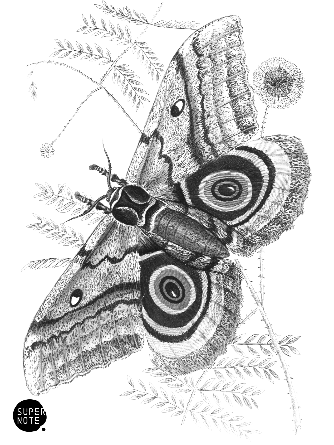 Saturnia Isis (vol-33 plate-13).png
