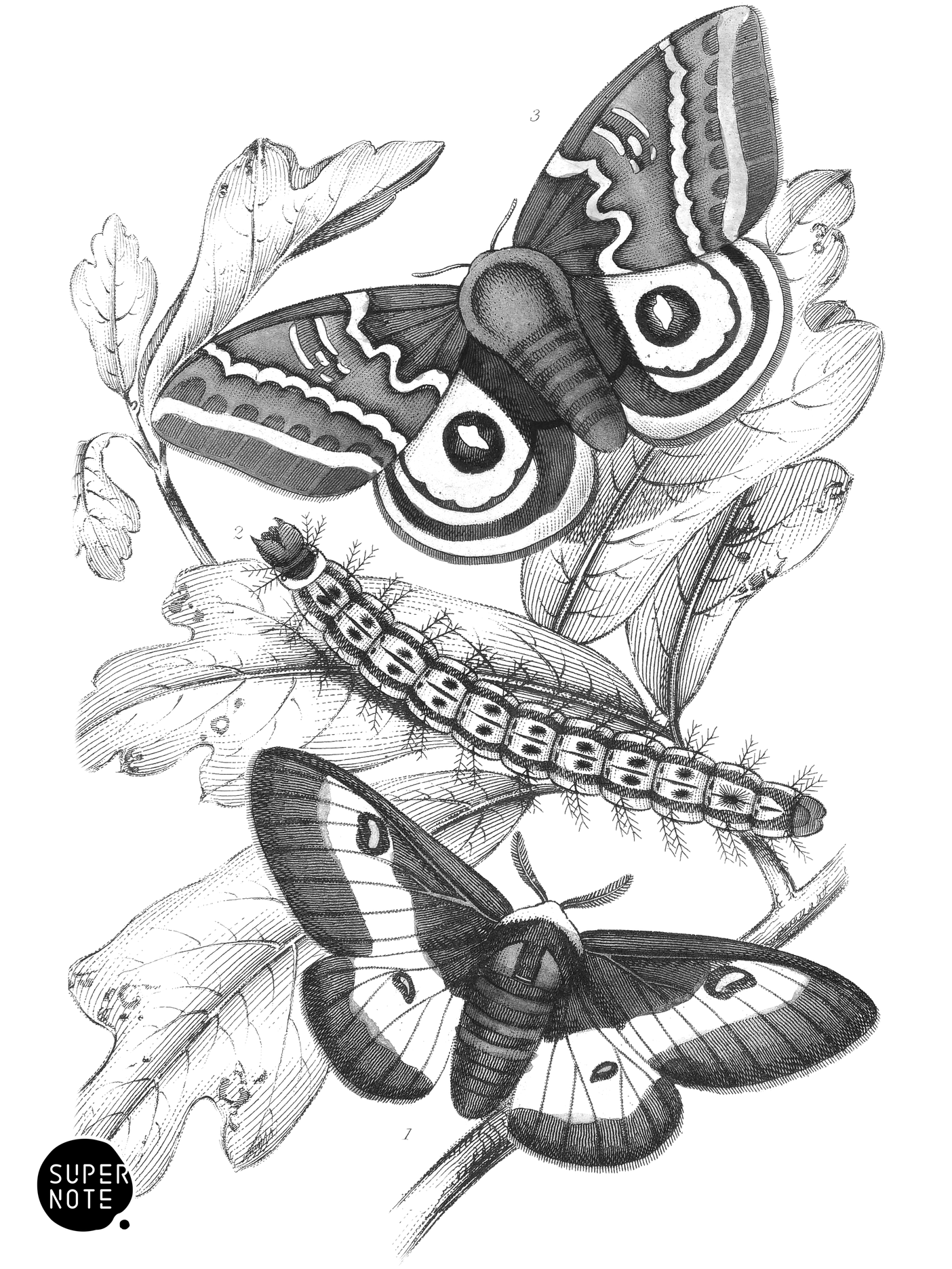 Saturnia Maia & Aglia Io (vol-33 plate-16).png