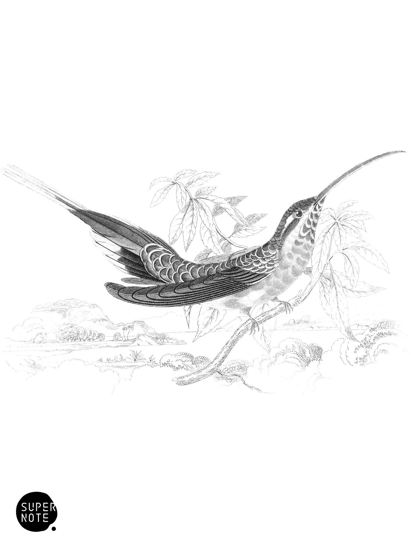 Scaly Backed Humming-Bird (vol-03 plate-28).png