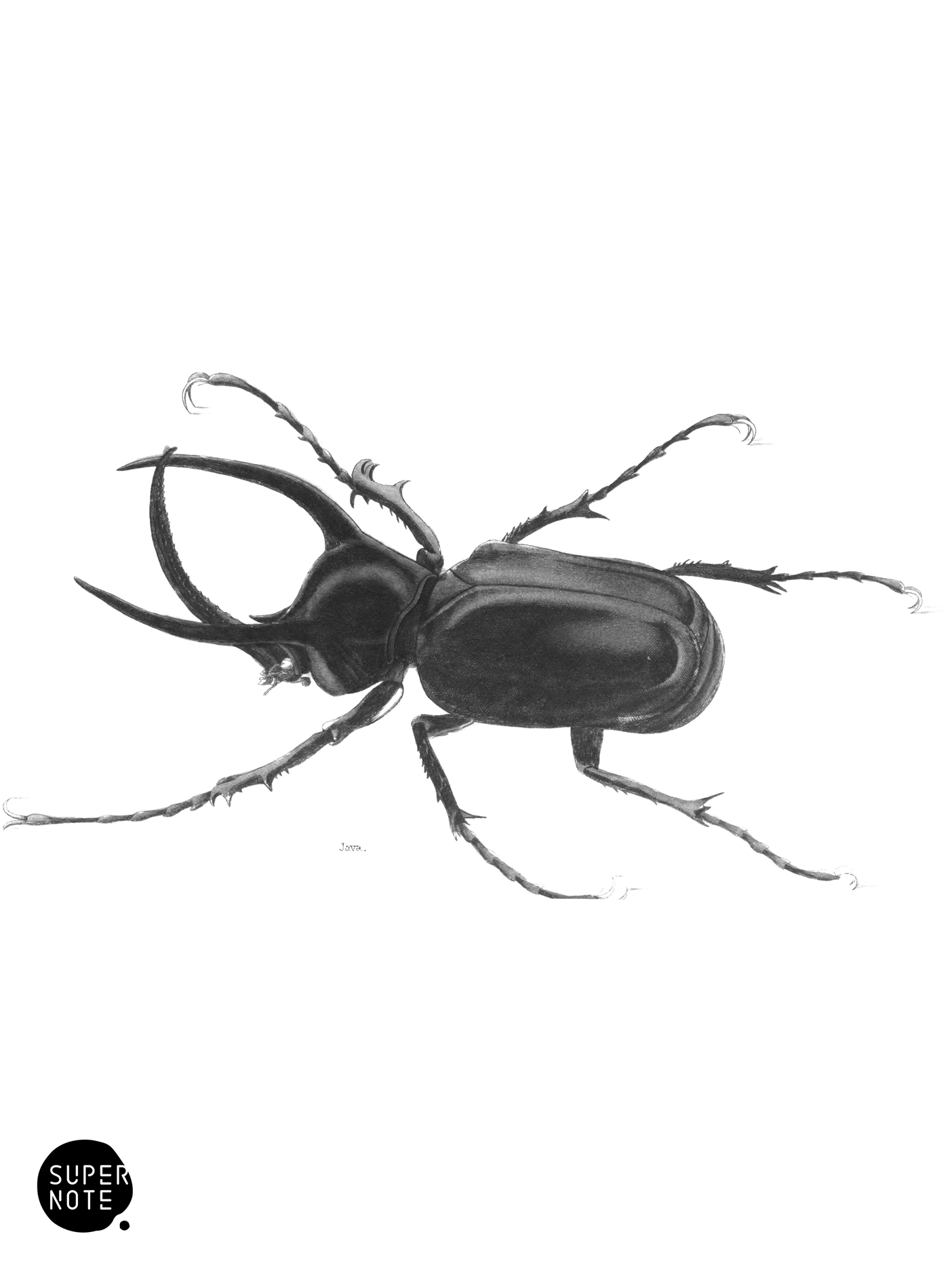 Scarabæus Atlas (vol-08 plate-13).png