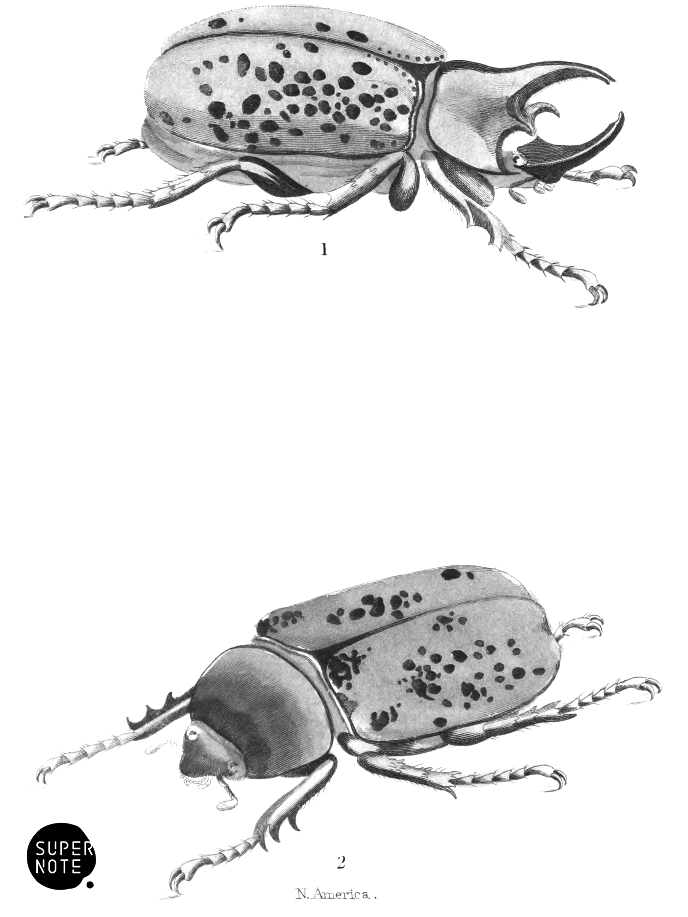 Scarabæus Tityus (vol-08 plate-12).png
