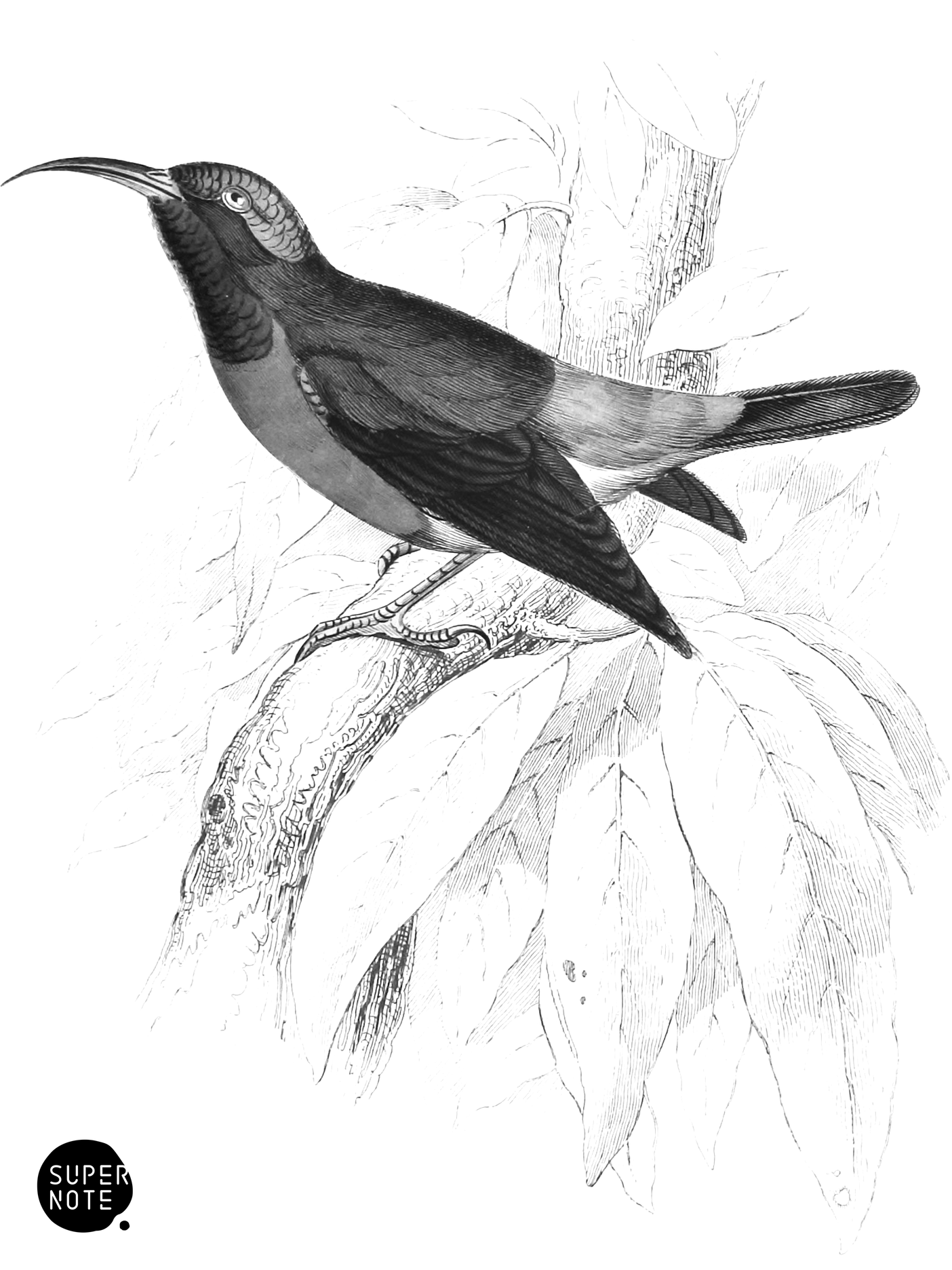 Scarlet-Bellied Sun-Bird (vol-36 plate-21).png
