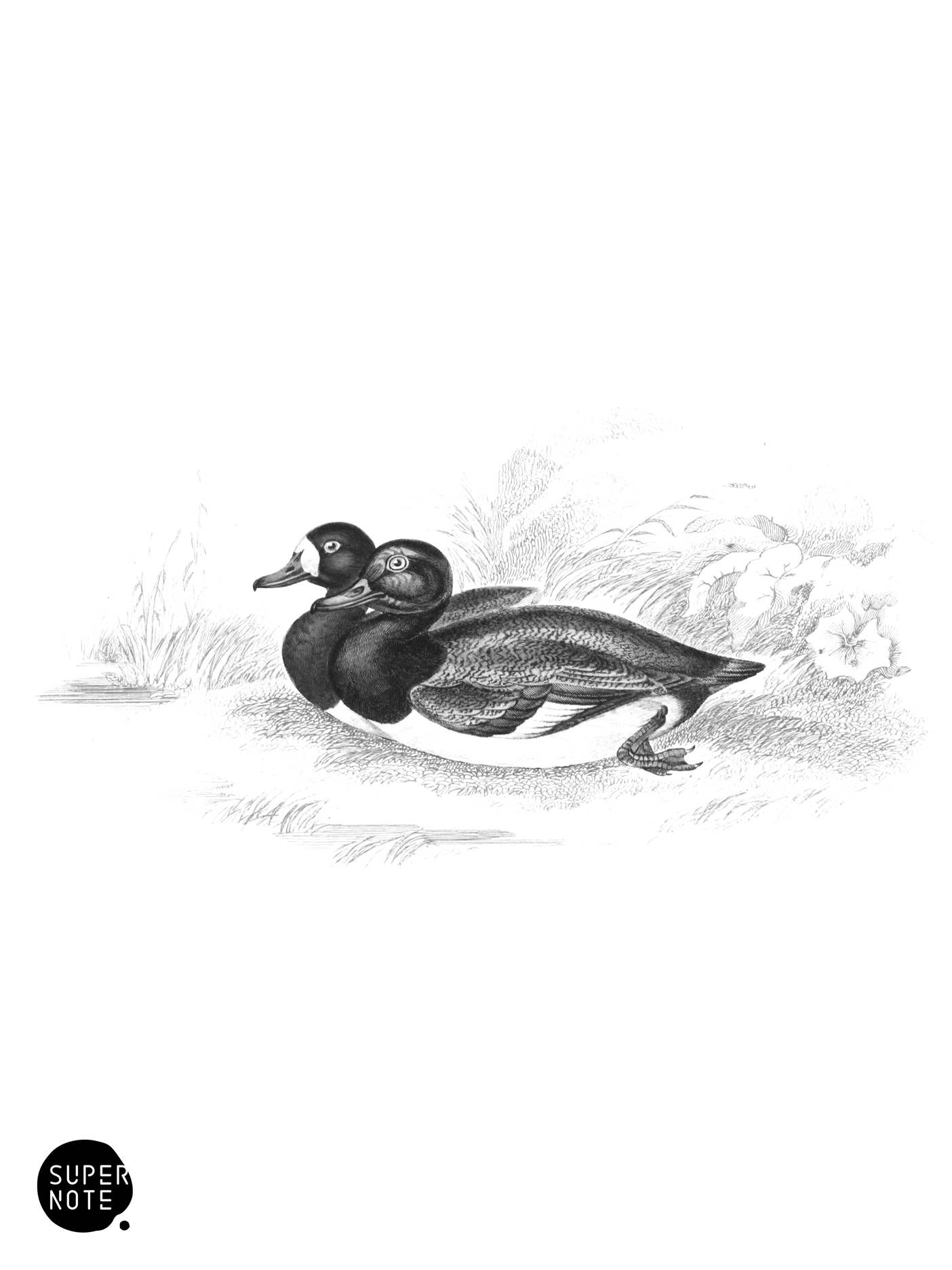 Scaup Pochard (vol-40 plate-5).png