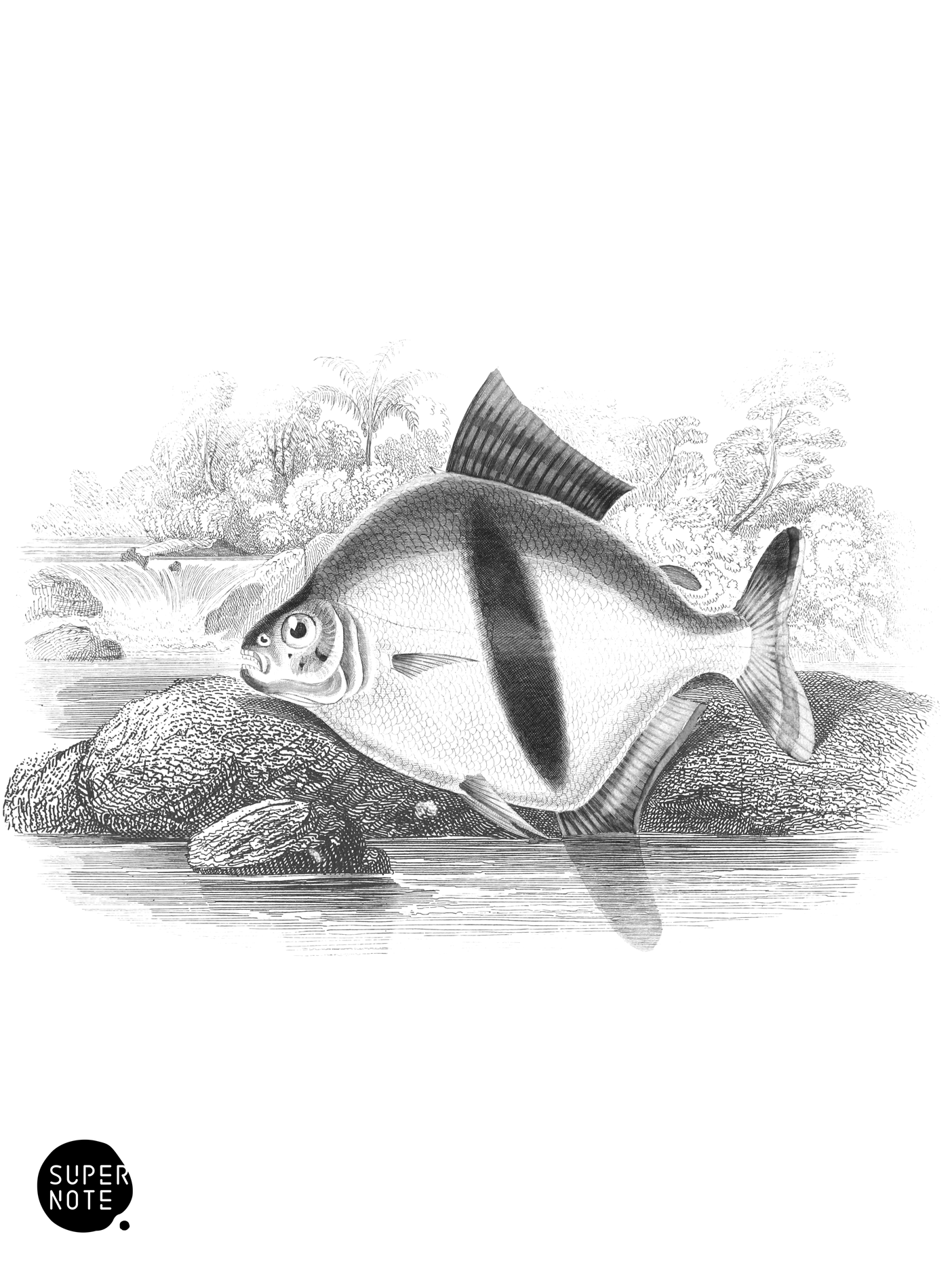 Schomburgk’s Tetragonopterus (vol-32 plate-22).png