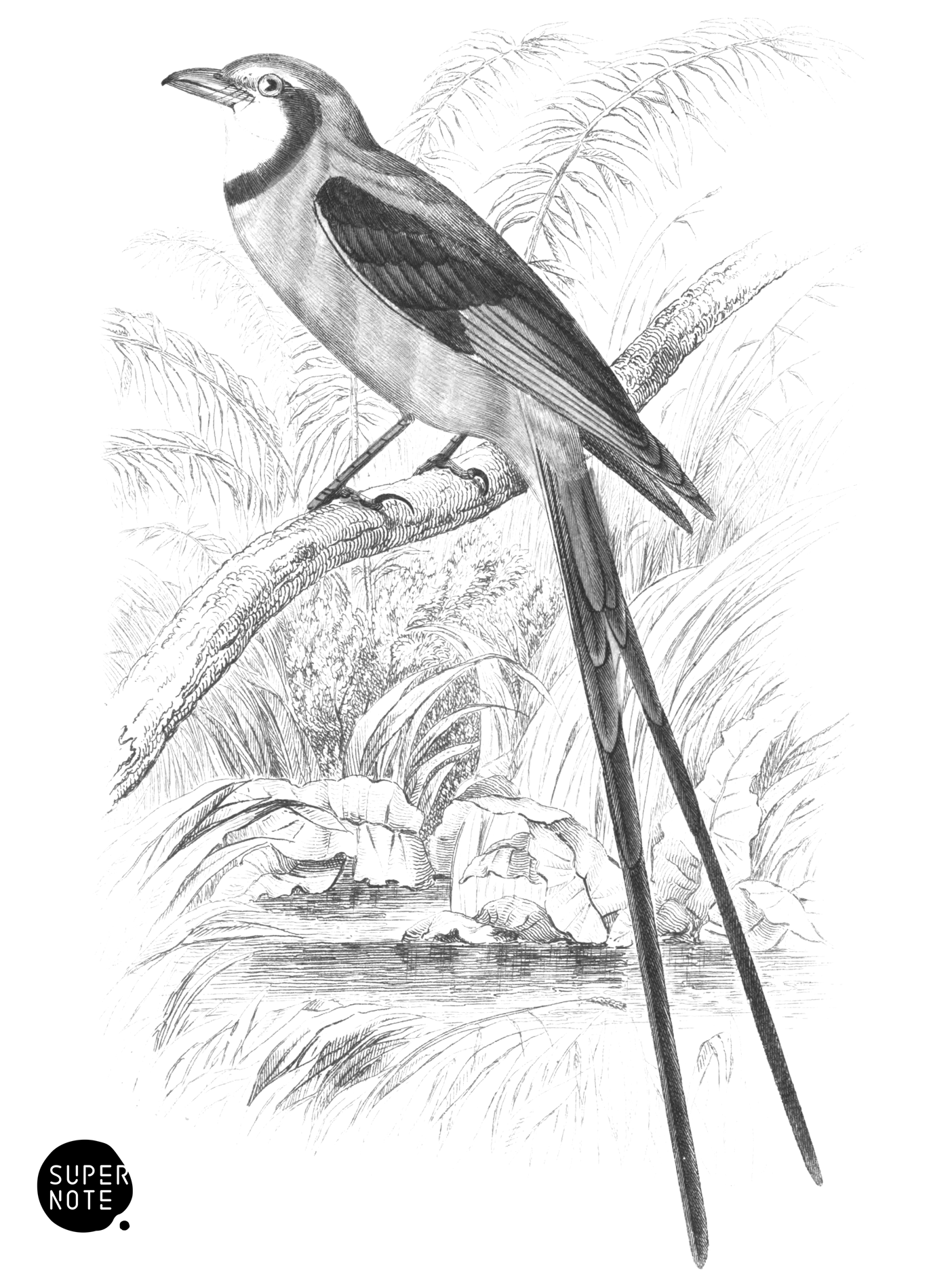 Scissar-Tail, or Swallow Black-Cap (vol-21 plate-5).png