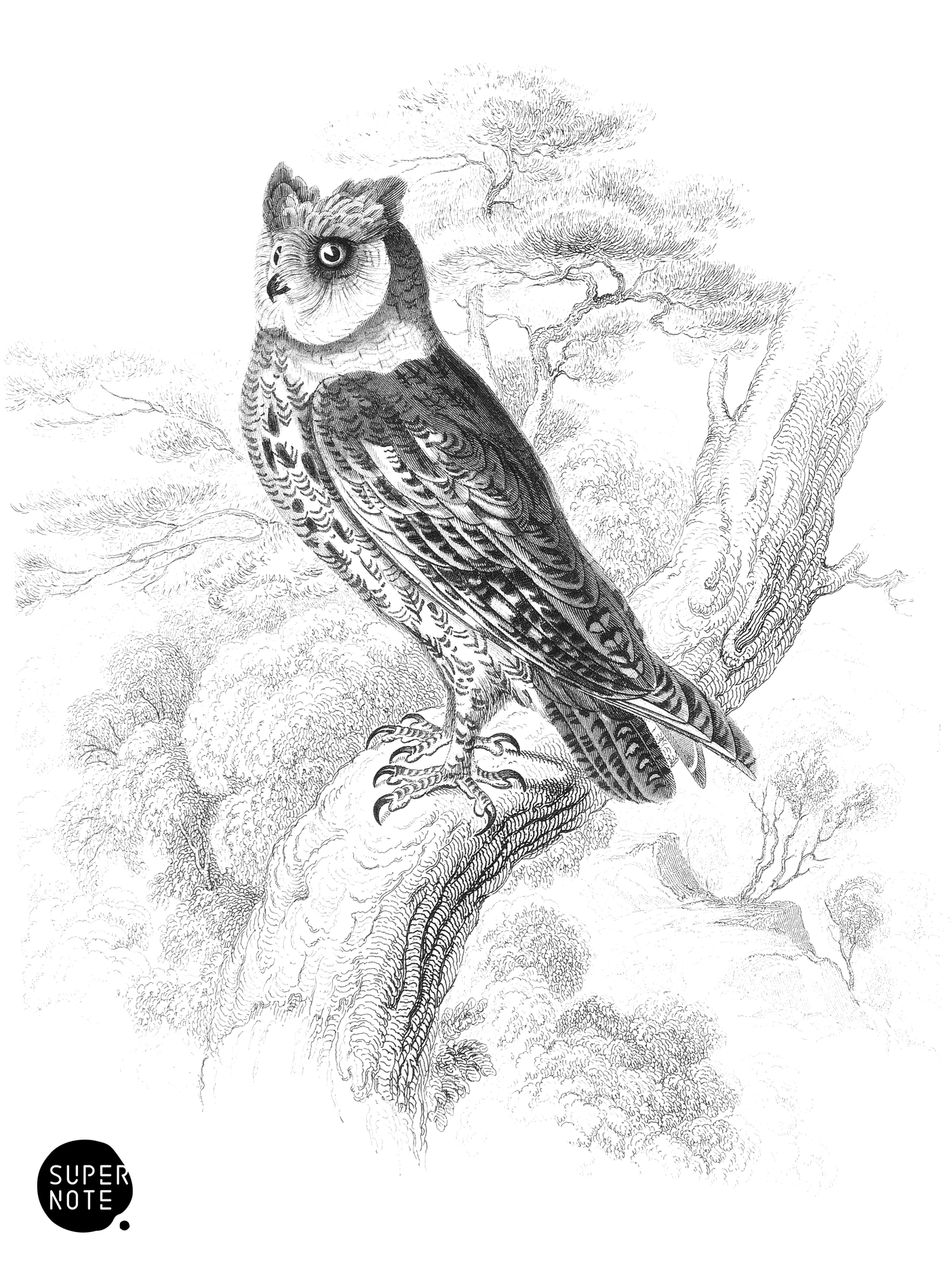 Scops-Eared Owl (vol-20 plate-33).png