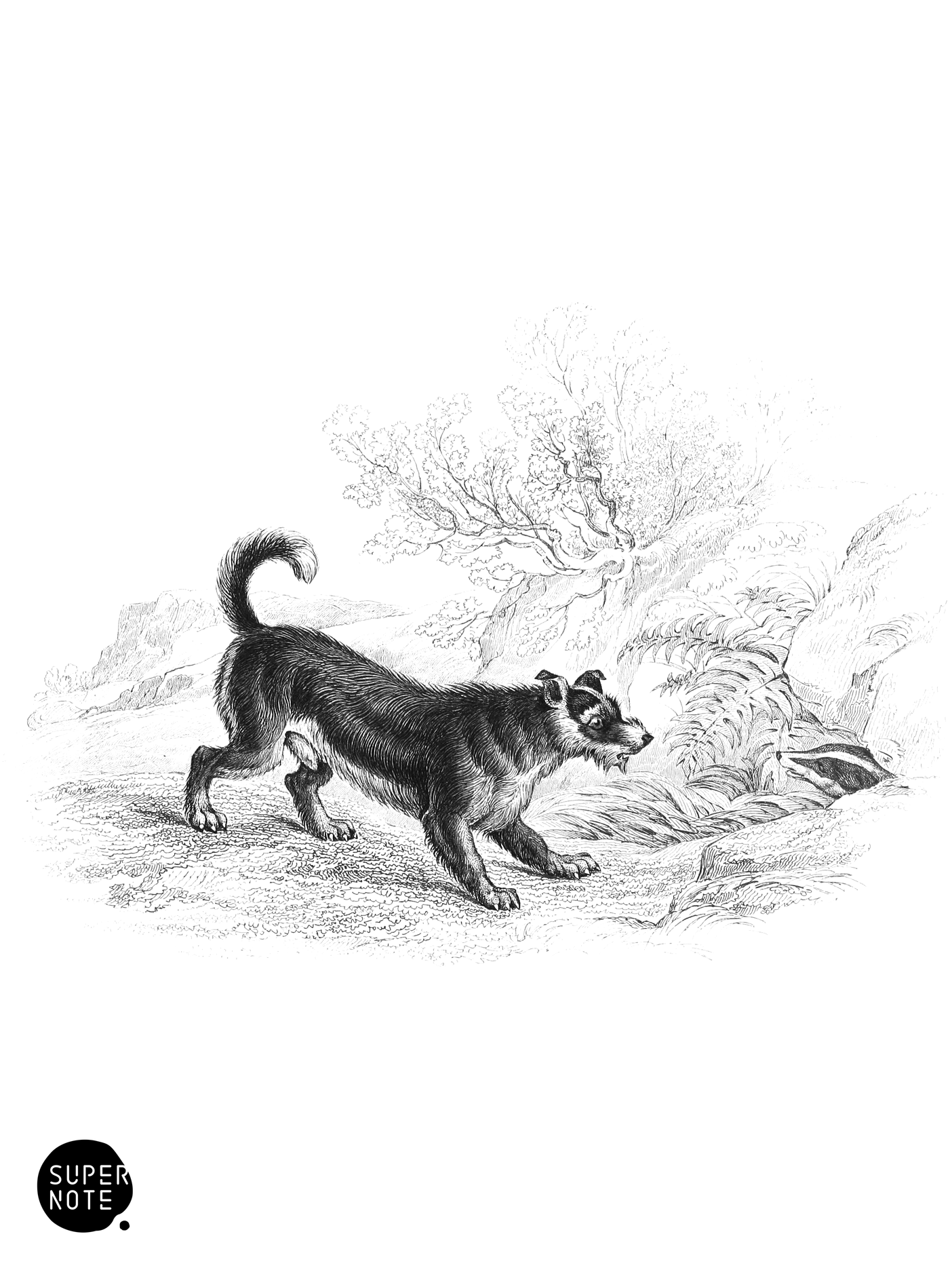 Scotch Terrier (vol-28 plate-18-star).png