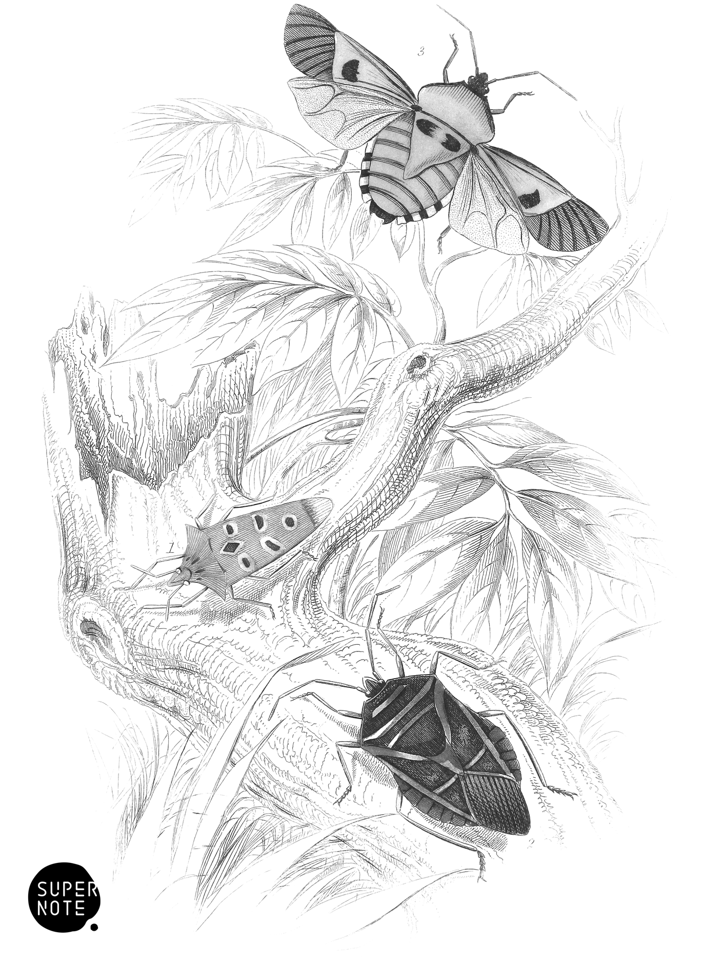Scutellera Dispar, Pentatoma Rutilans & P. (Raphigaster) Incarnatus (vol-29 plate-19).png