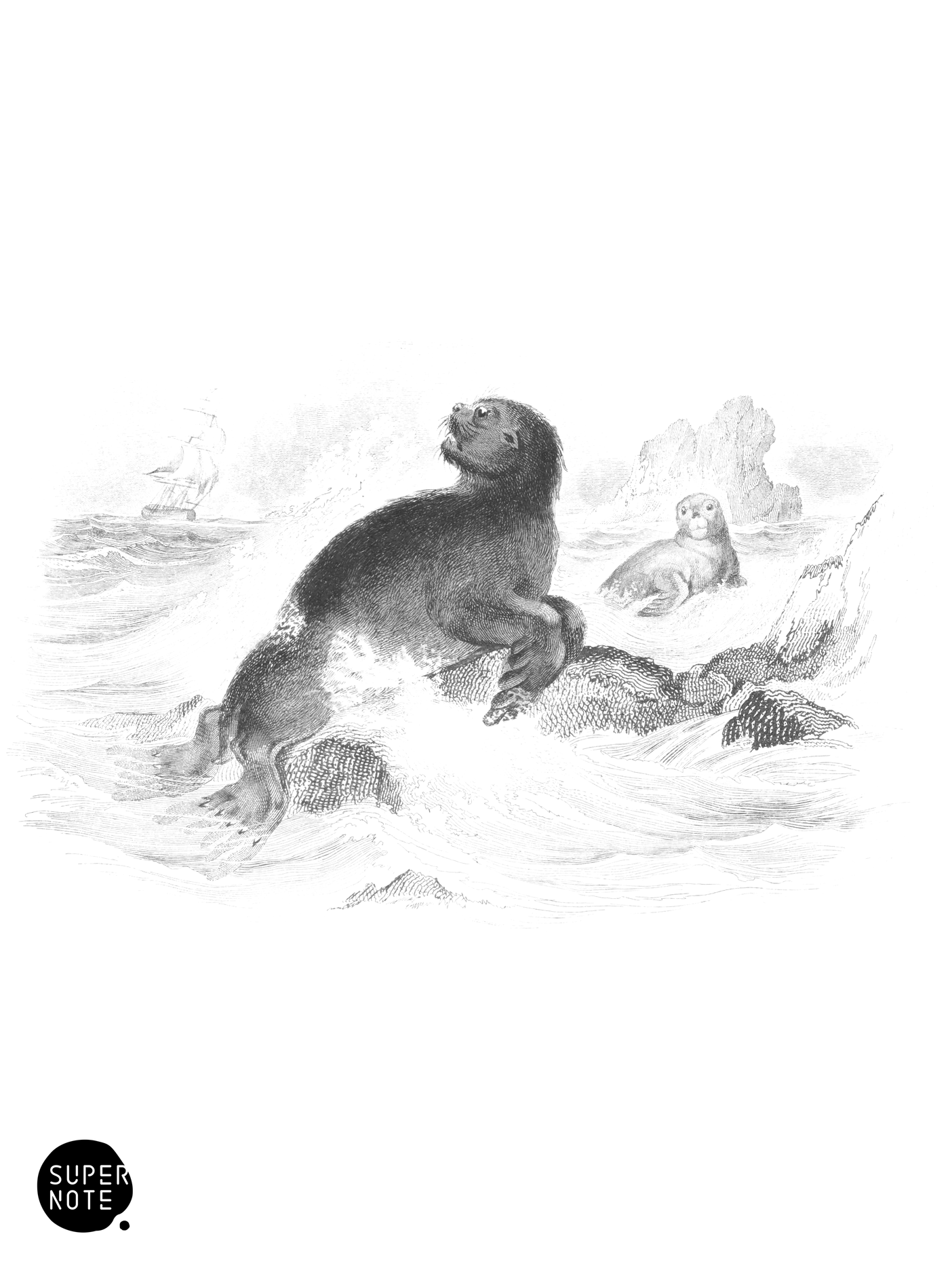 Sea-Bear (vol-23 plate-23).png