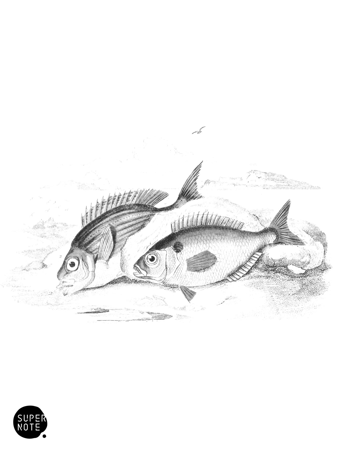 Sea-Bream & Axillary Bream (vol-37 plate-9).png