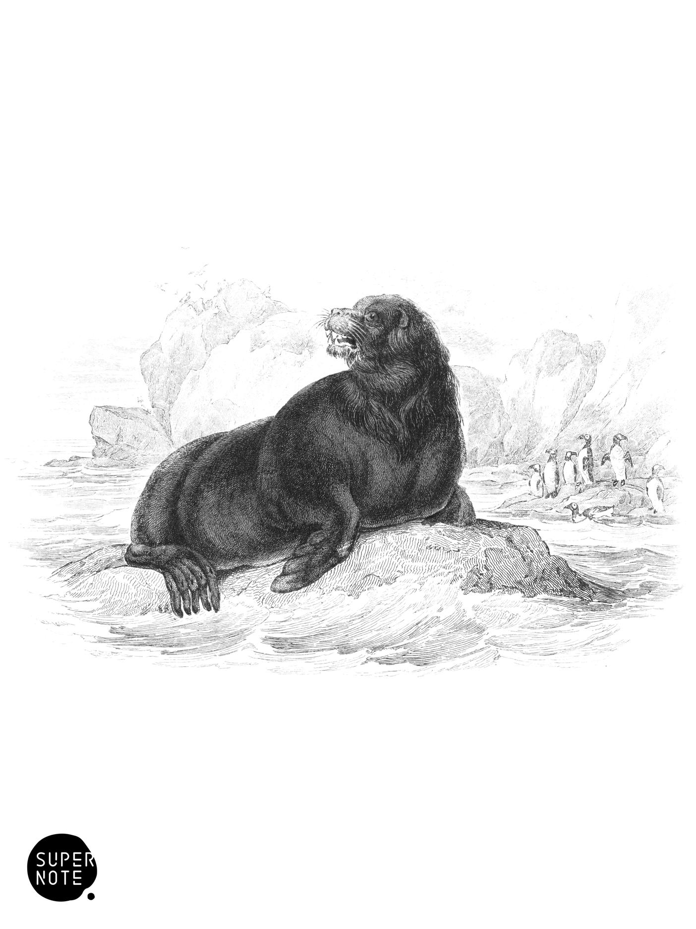 Sea-Lion of Forster (vol-23 plate-18).png