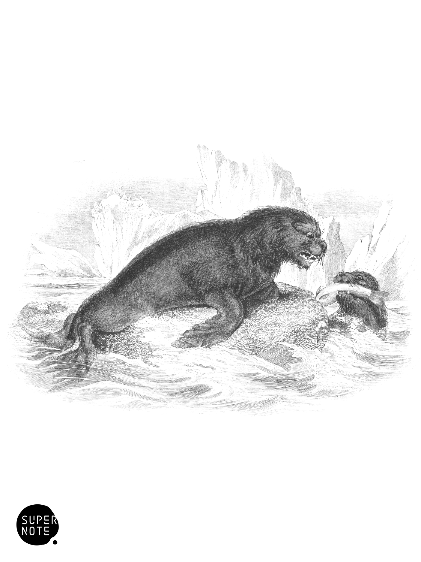 Sea-Lion of Pernetty (vol-23 plate-19).png