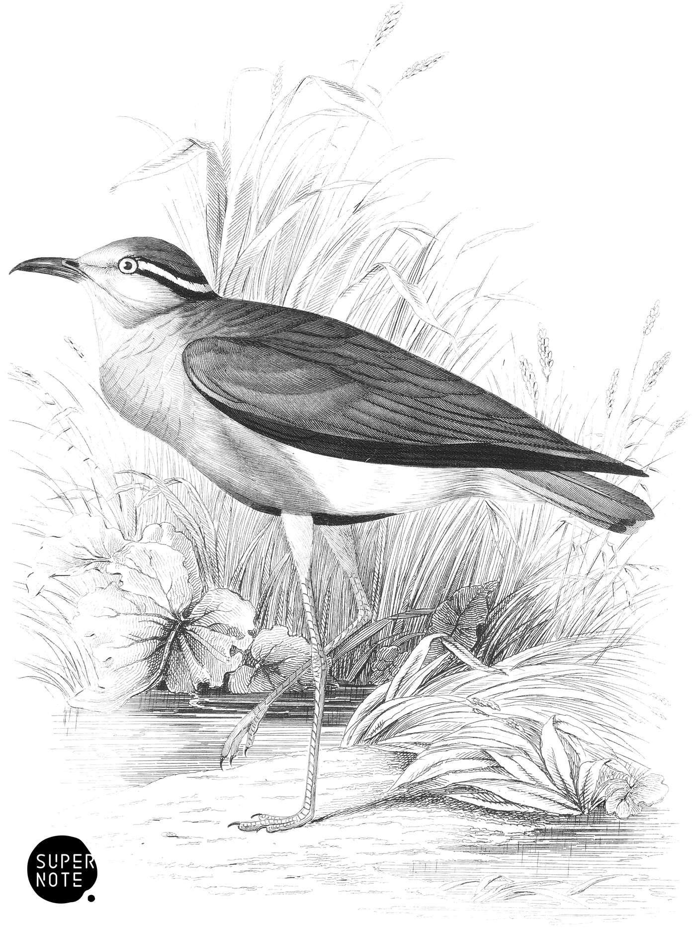 Senegal Courier (vol-19 plate-24).png