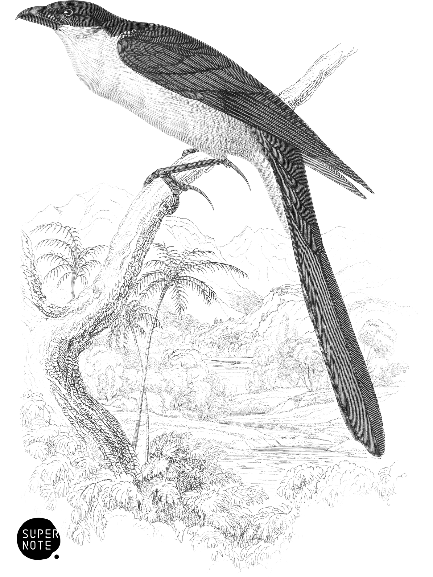Senegal Lark-Heel (vol-19 plate-20).png