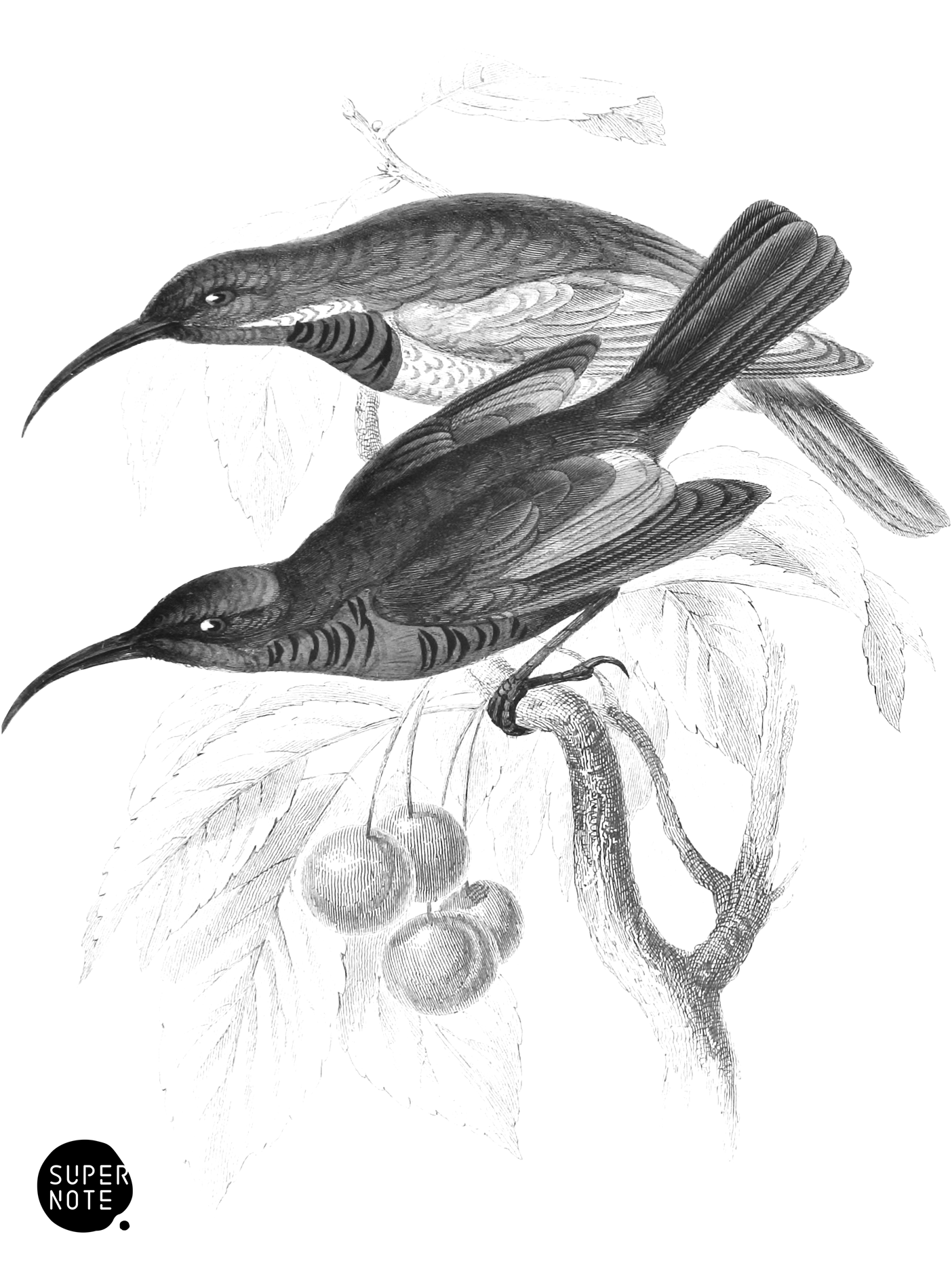 Senegal Sun-Bird (vol-36 plate-11).png
