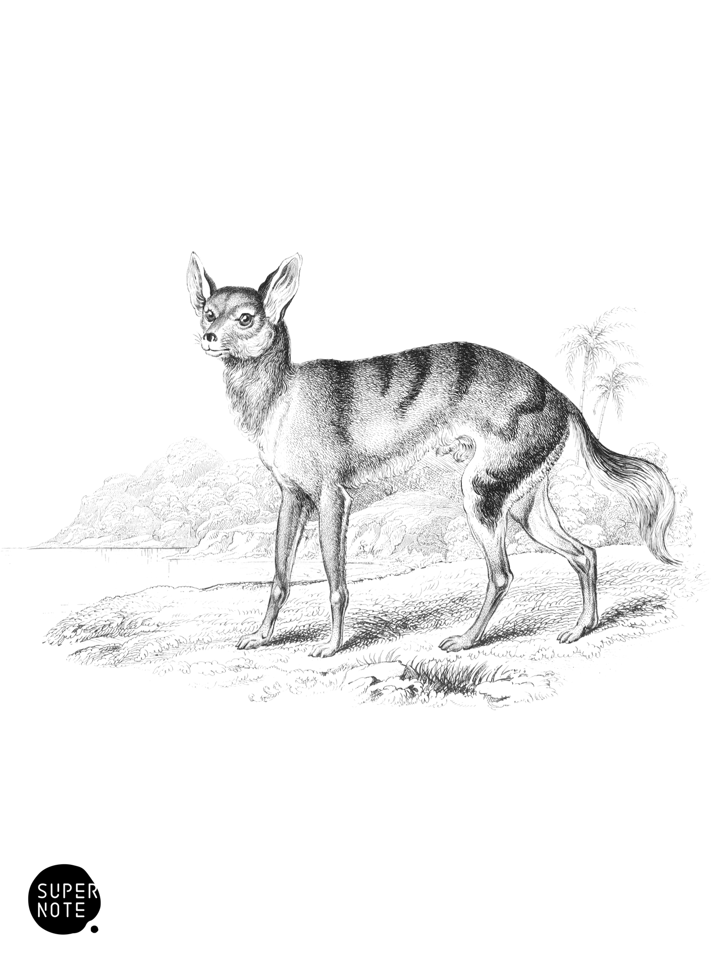 Senegal Thous (vol-25 plate-13).png