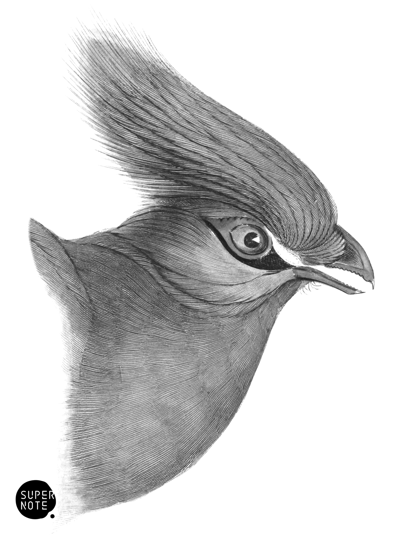 Senegal Touraco (vol-17 plate-21).png