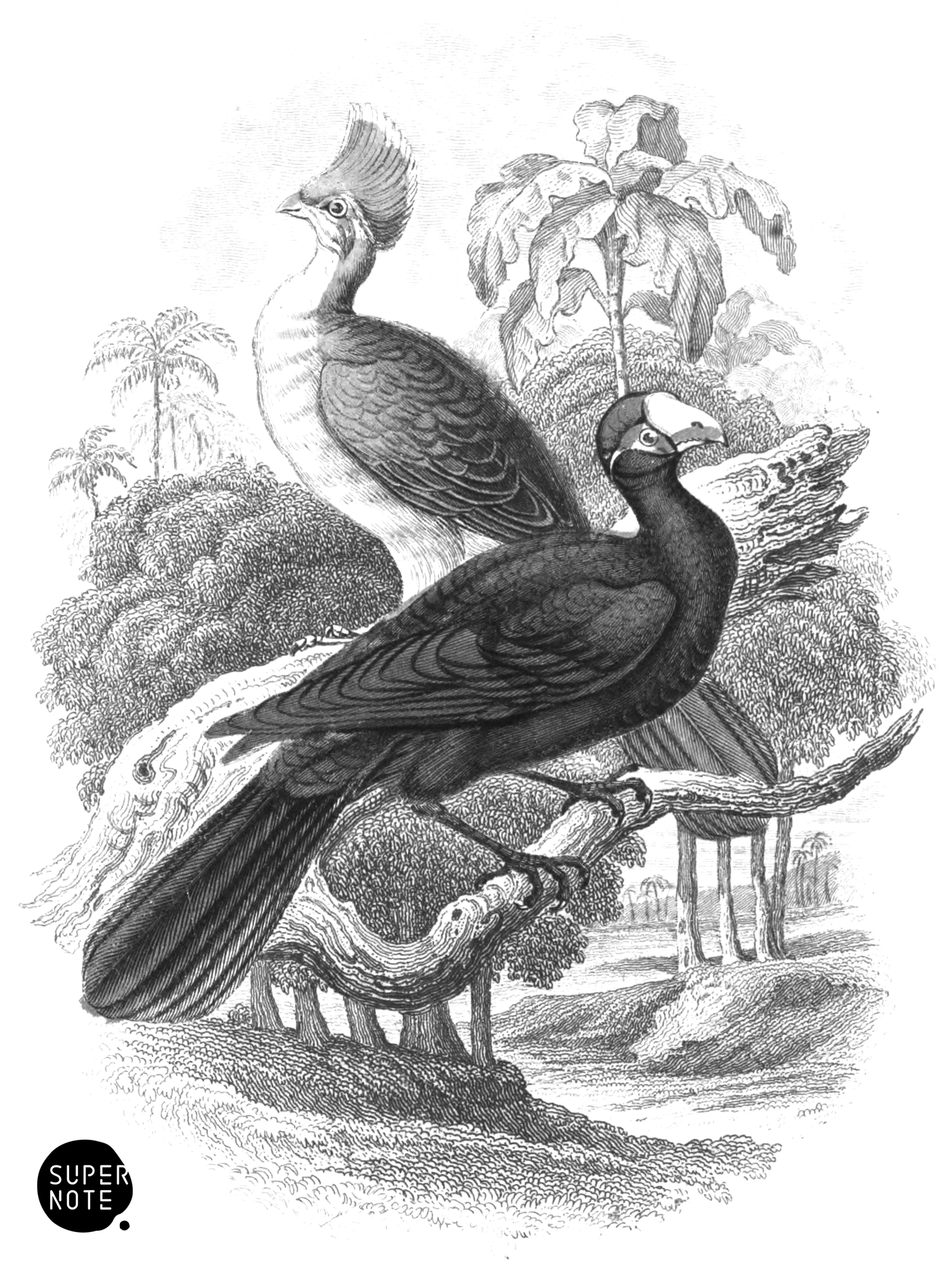 Senegal Touraco & Violet Plantain Eater (vol-17 vignette).png