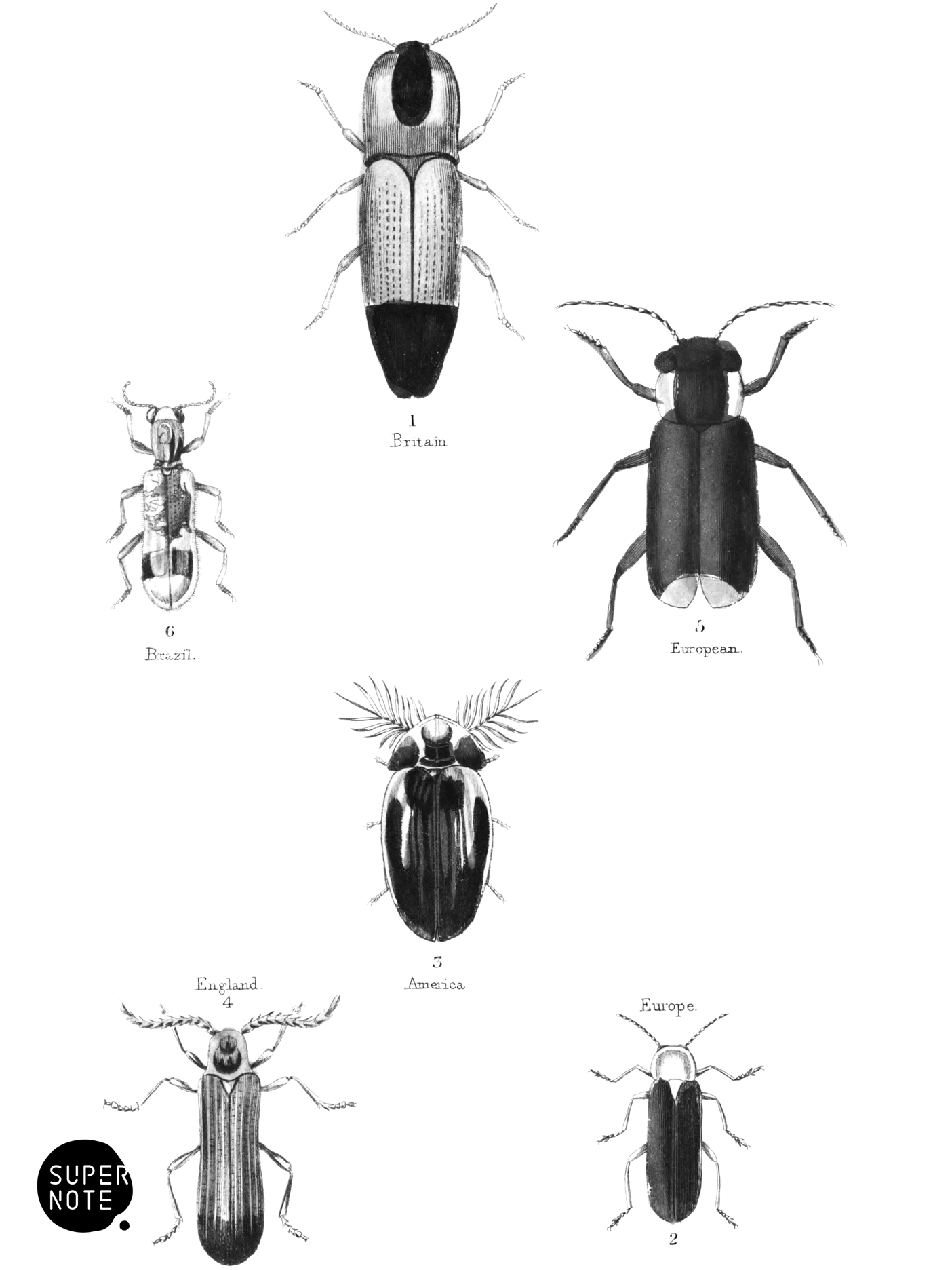 Serricornes (vol-08 plate-8).png