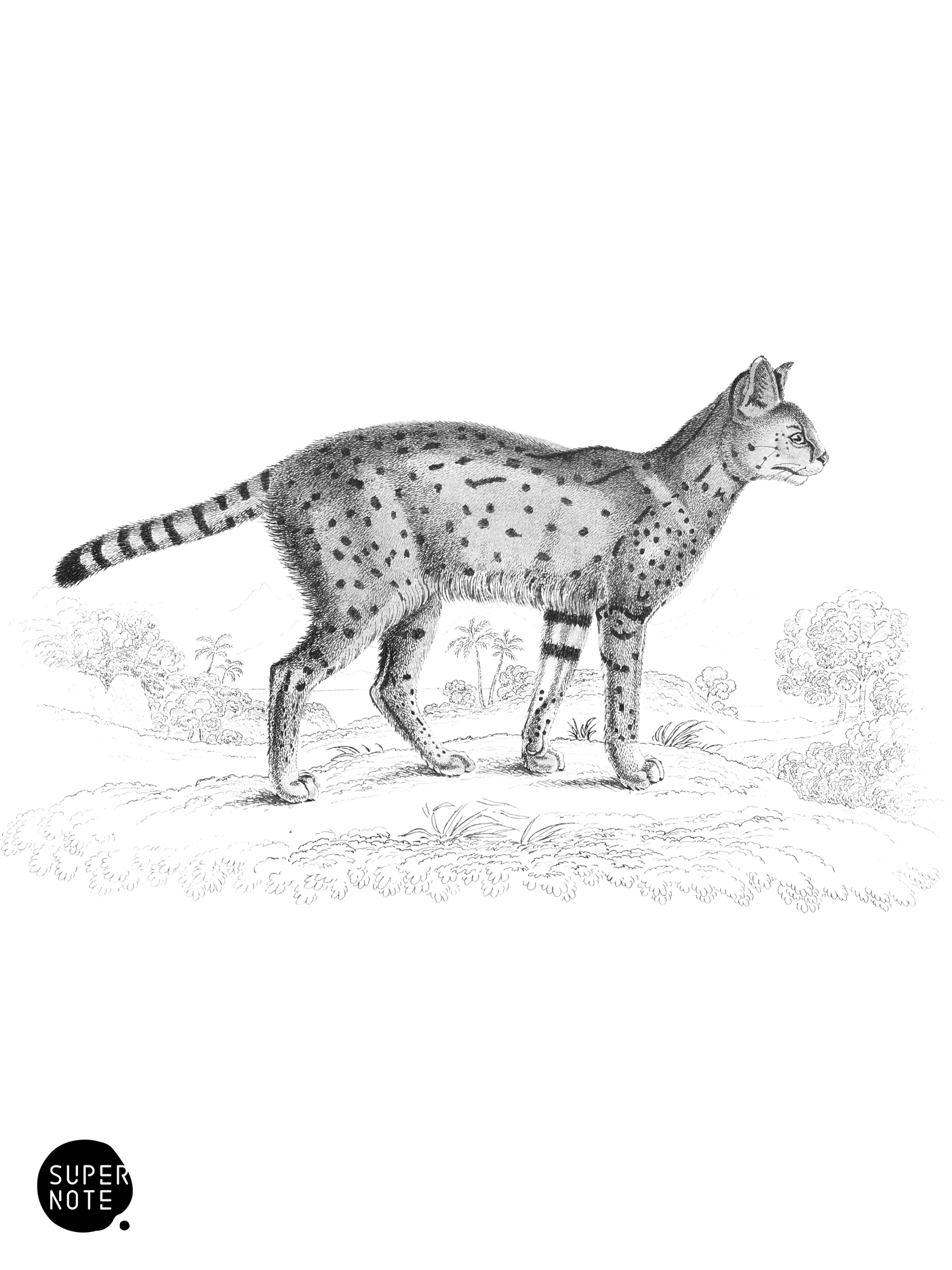 Serval (vol-04 plate-24).png