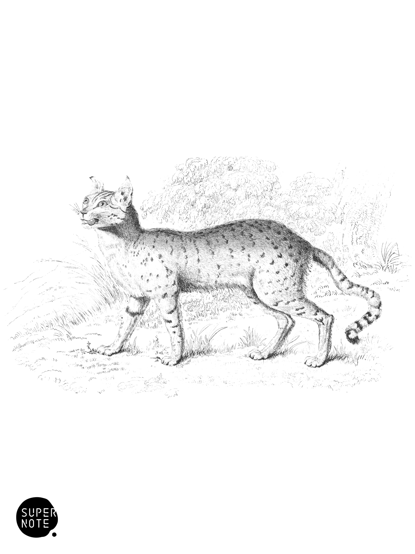 Servaline Cat (vol-04 plate-25).png