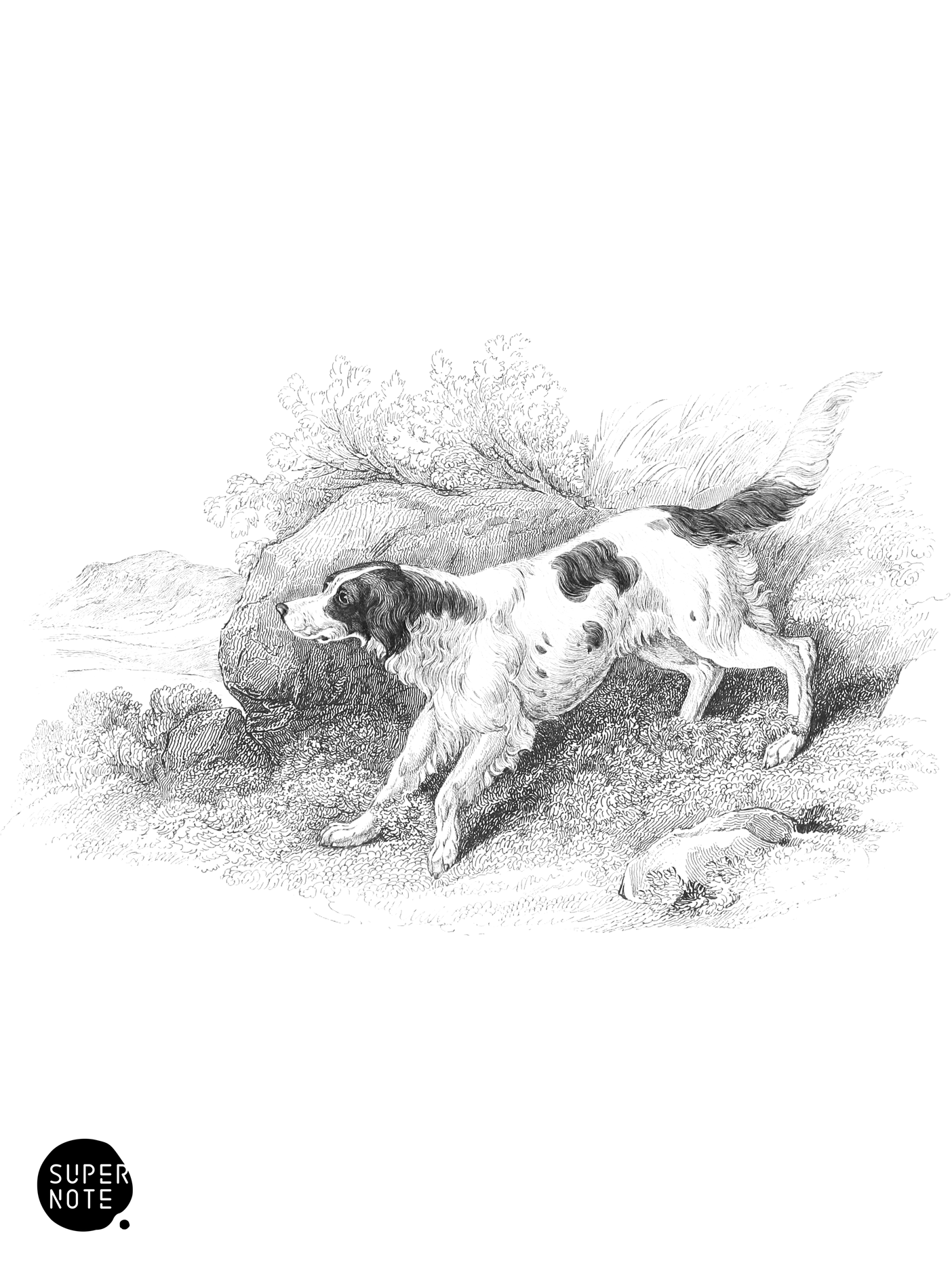 Setter (vol-28 plate-15-star).png