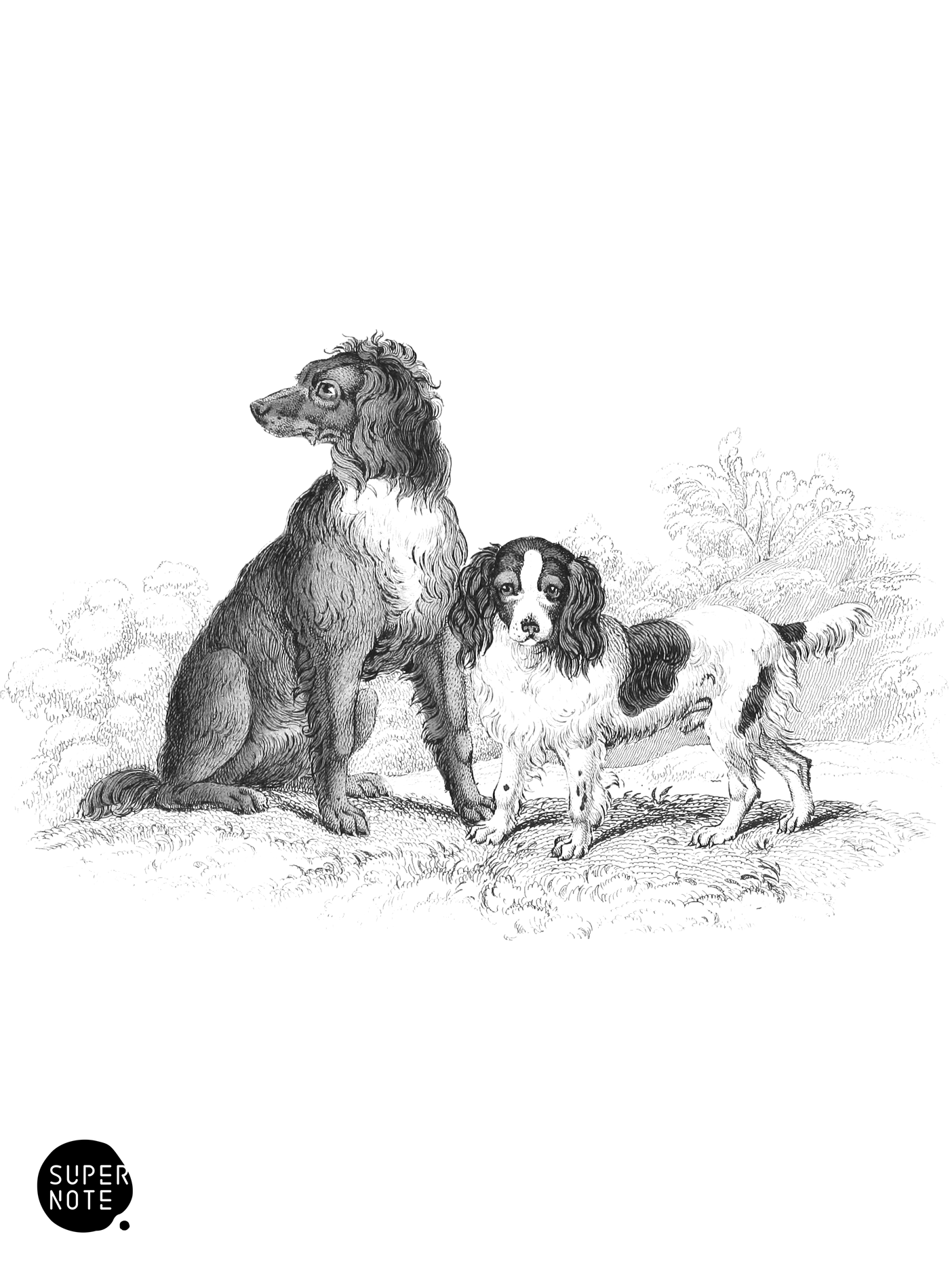 Setter & Cocker Spaniel (vol-28 plate-15).png