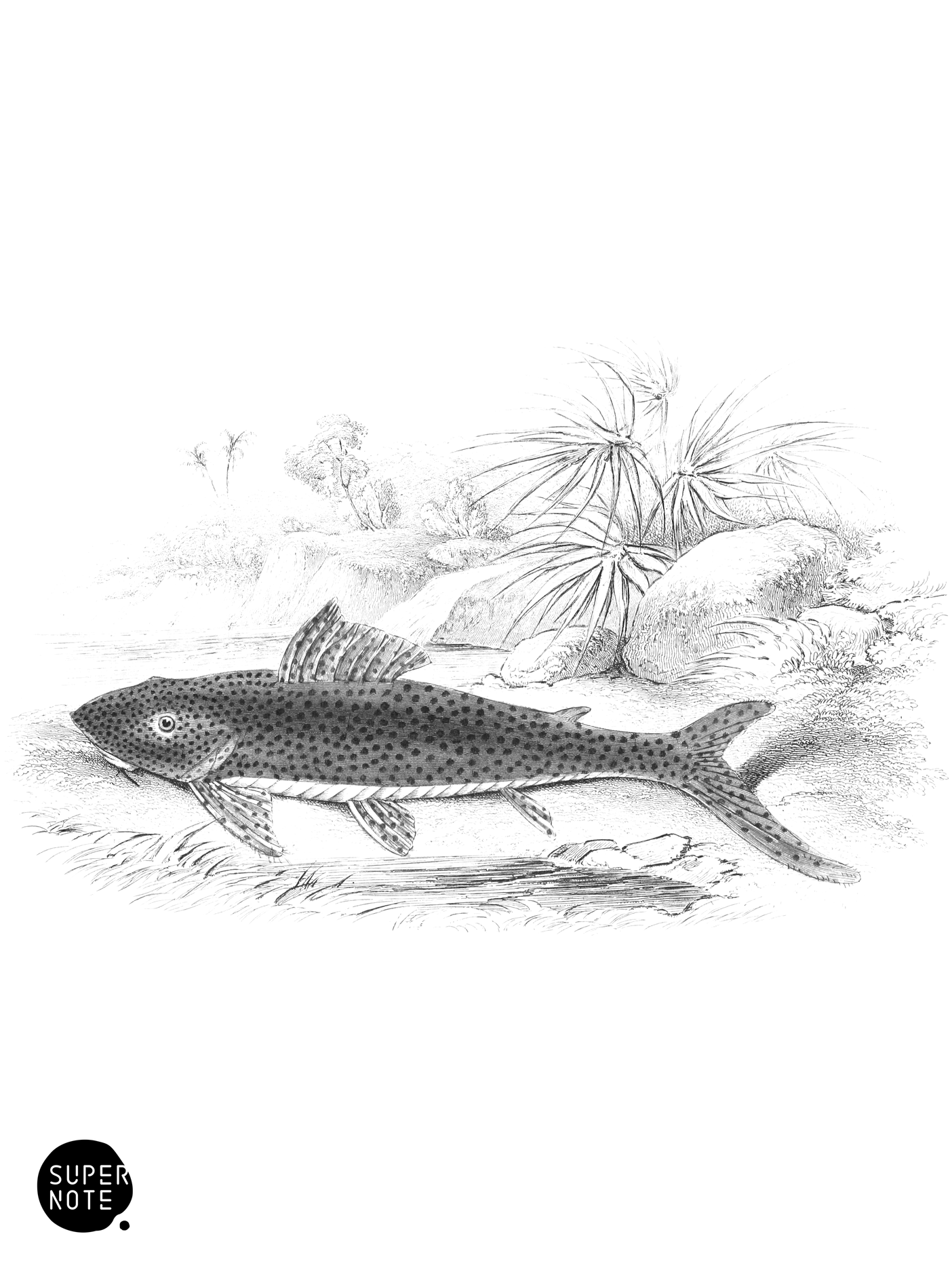 Shark-Tailed Hypostoma (vol-32 plate-2).png
