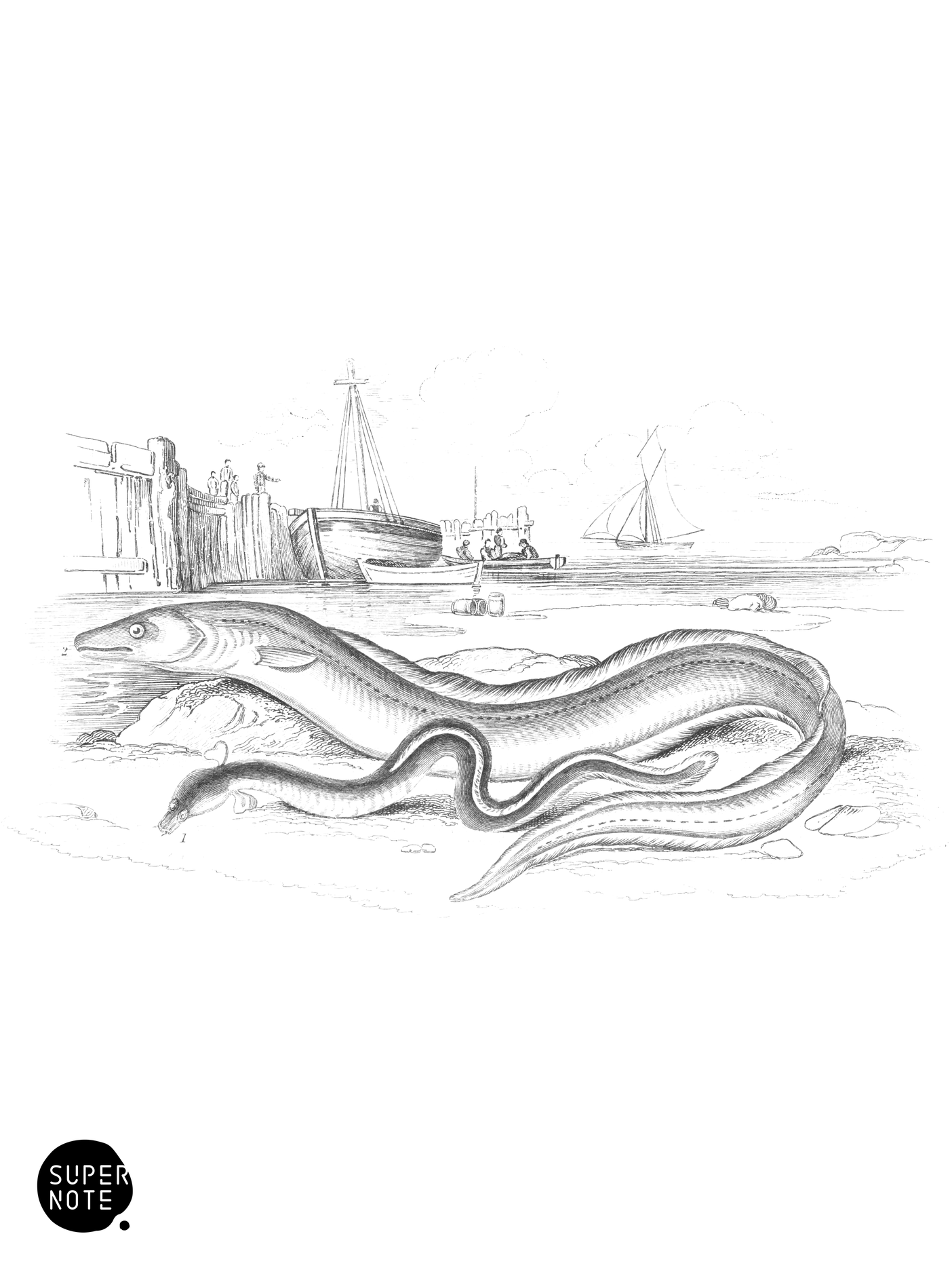Sharp-Nosed Eel & Common Conger Eel (vol-39 plate-15).png