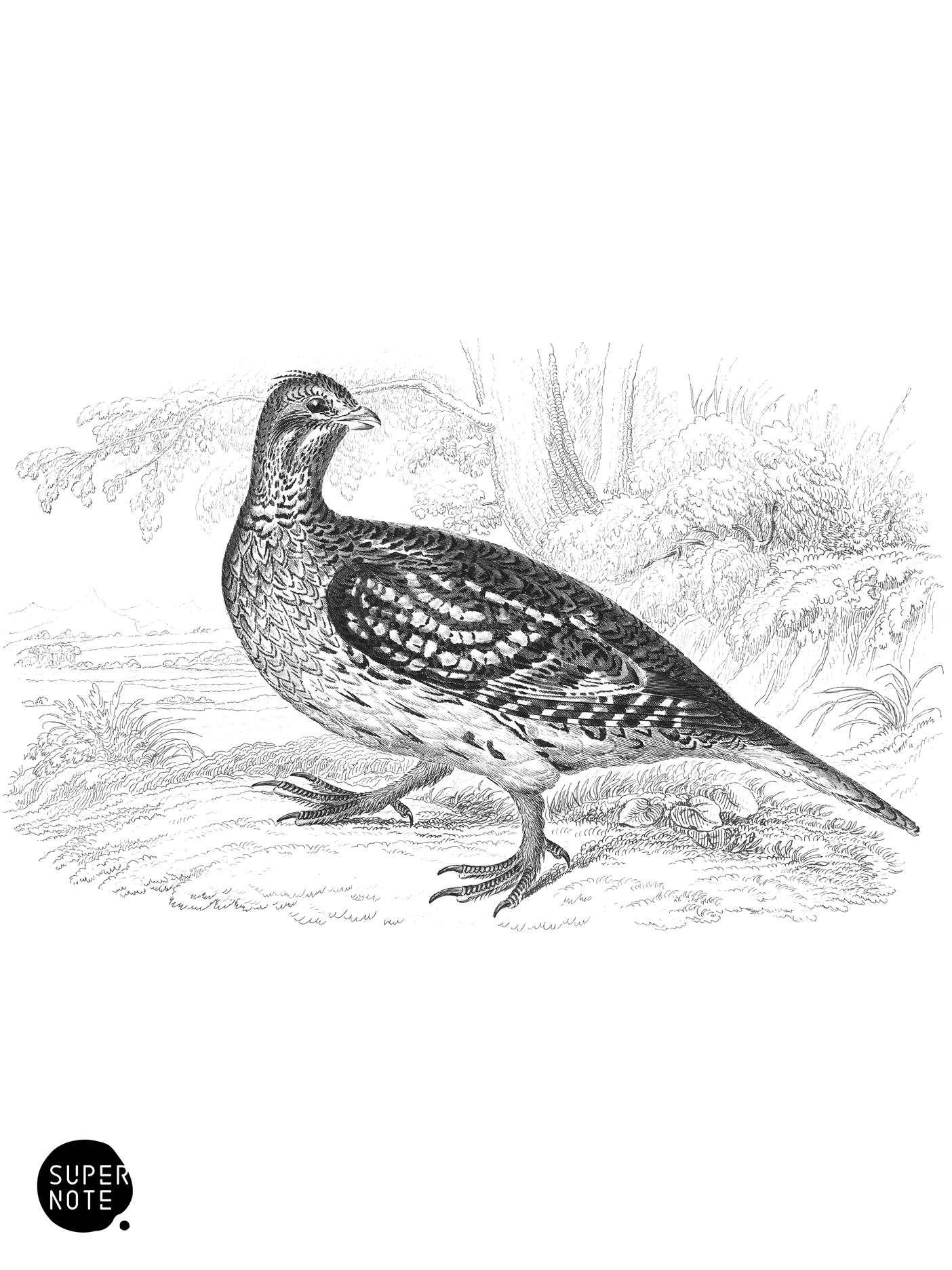 Sharp-Tailed Grouse (vol-06 plate-16).png