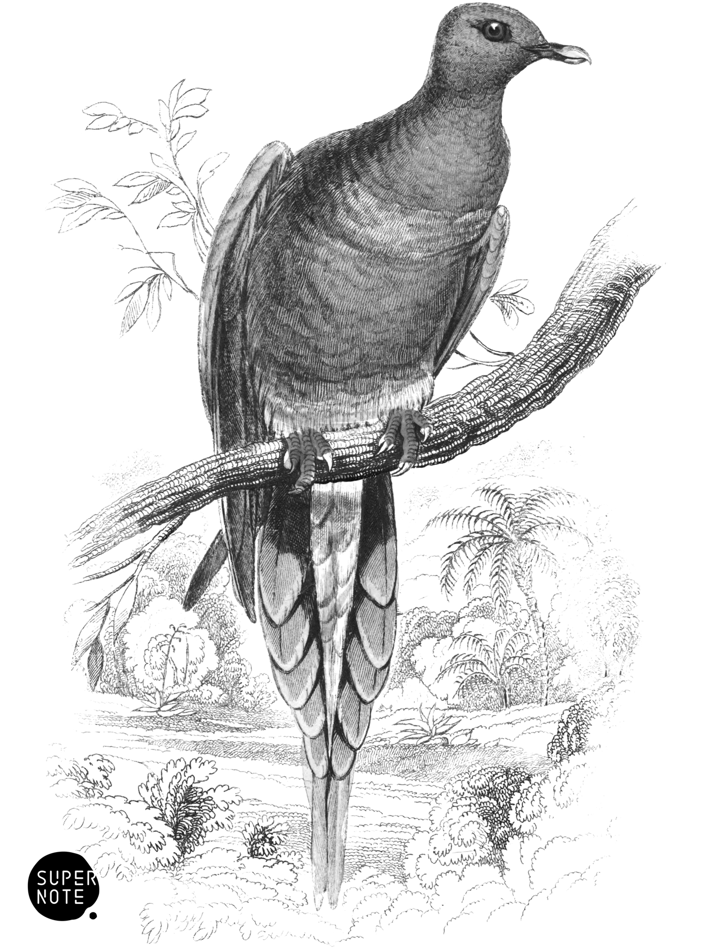Sharp-Tailed Vinago (vol-09 plate-2).png