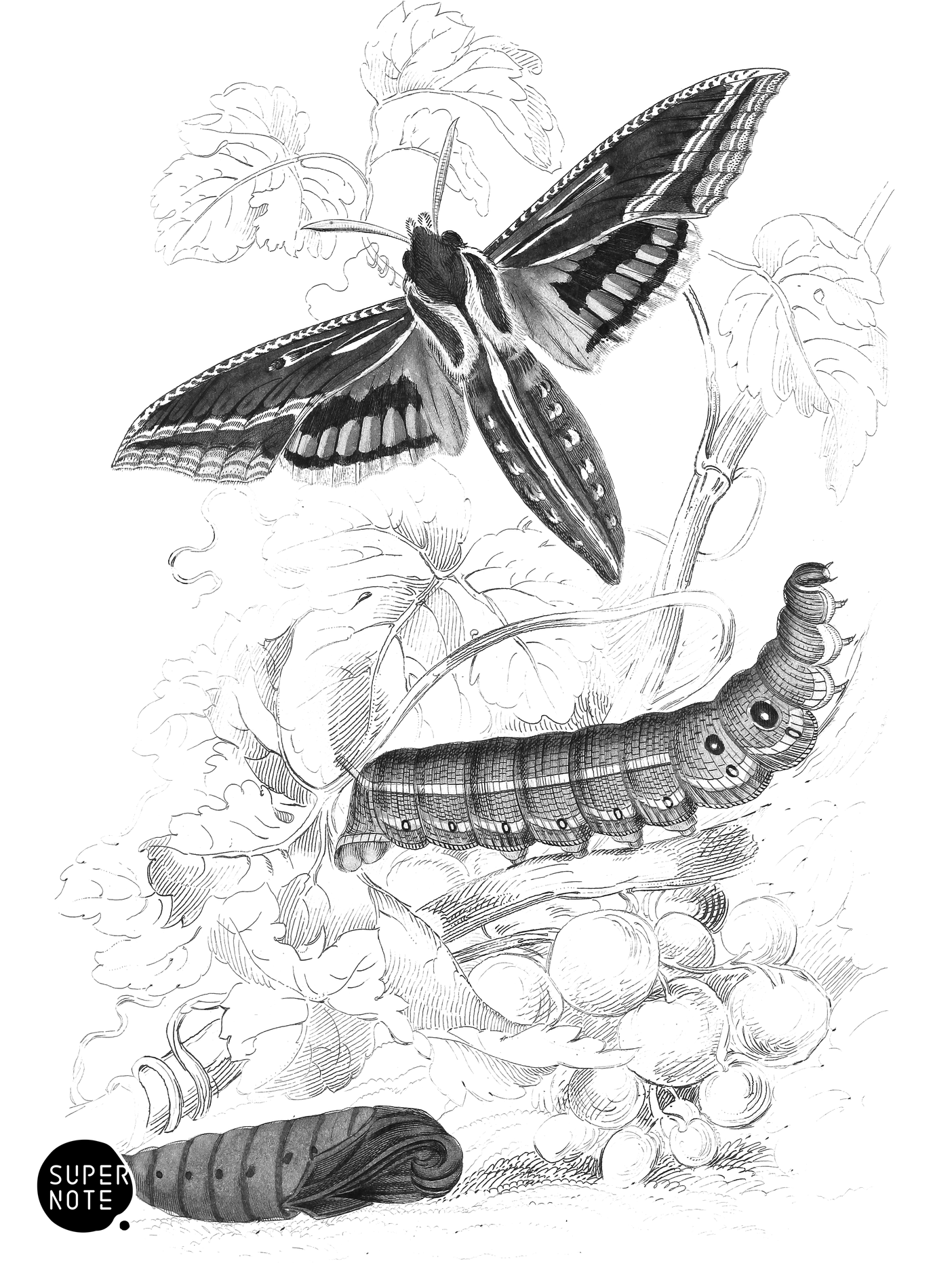 Sharp-Winged Hawk-Moth (vol-14 plate-10).png