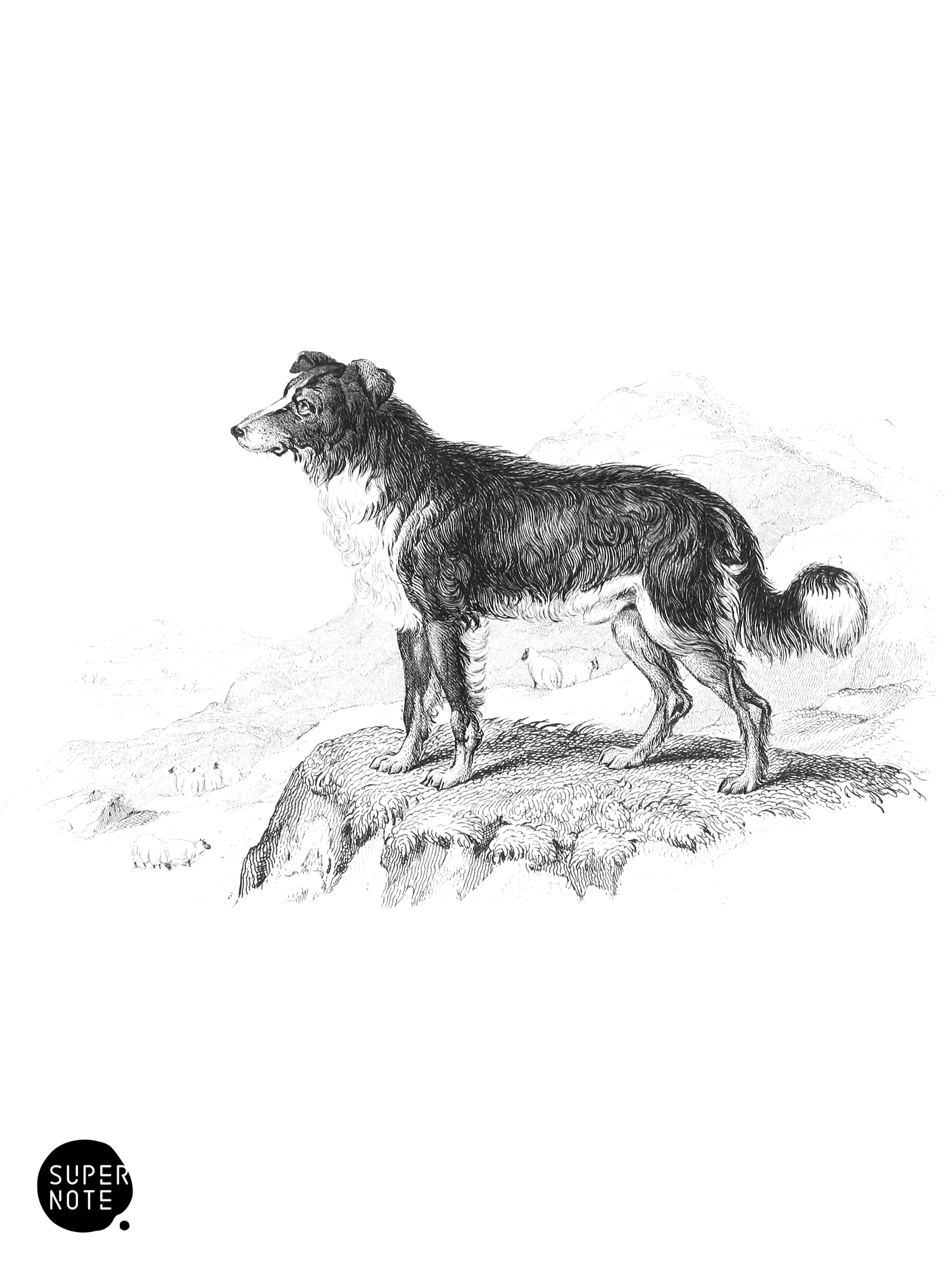Shepherd’s, or Sheep-Dog (vol-28 plate-5).png